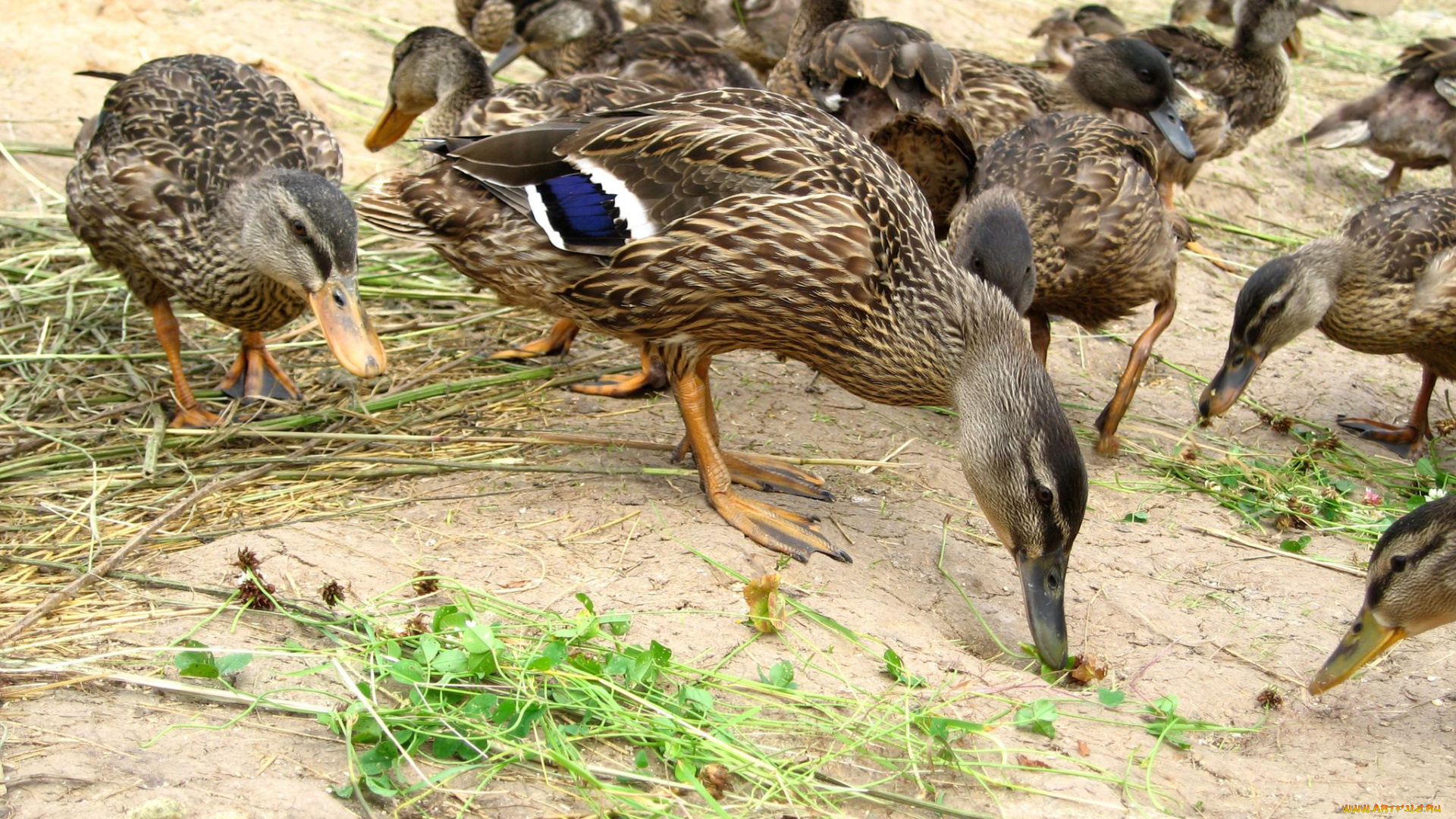 животные, утки