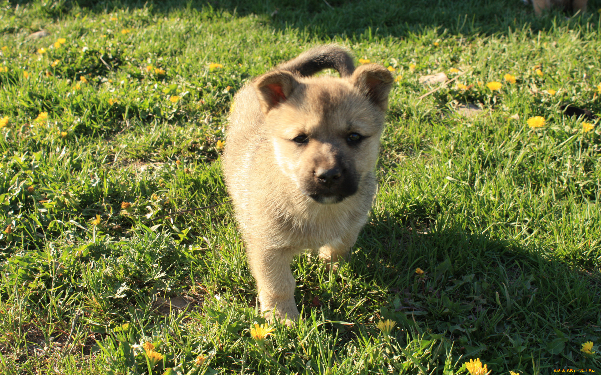 животные, собаки