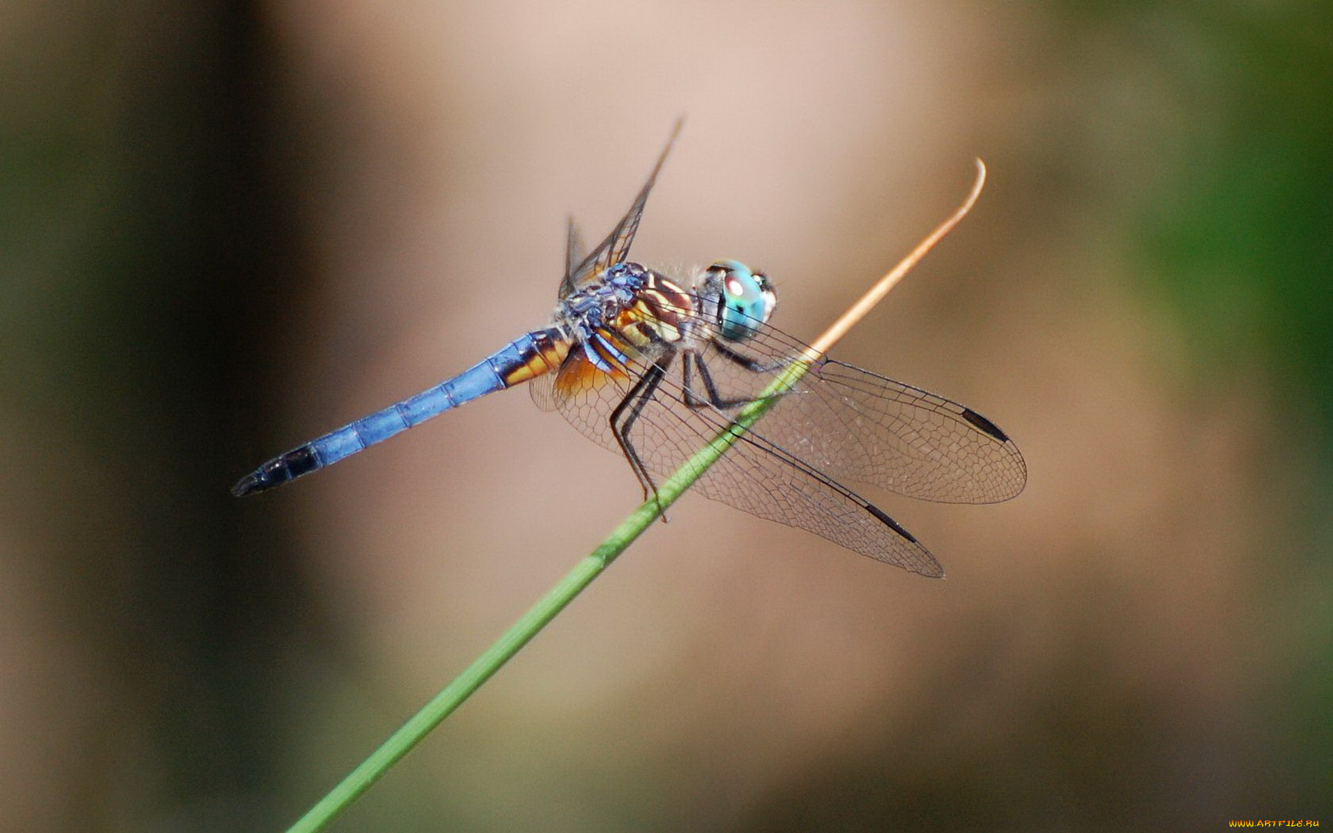 животные, стрекозы