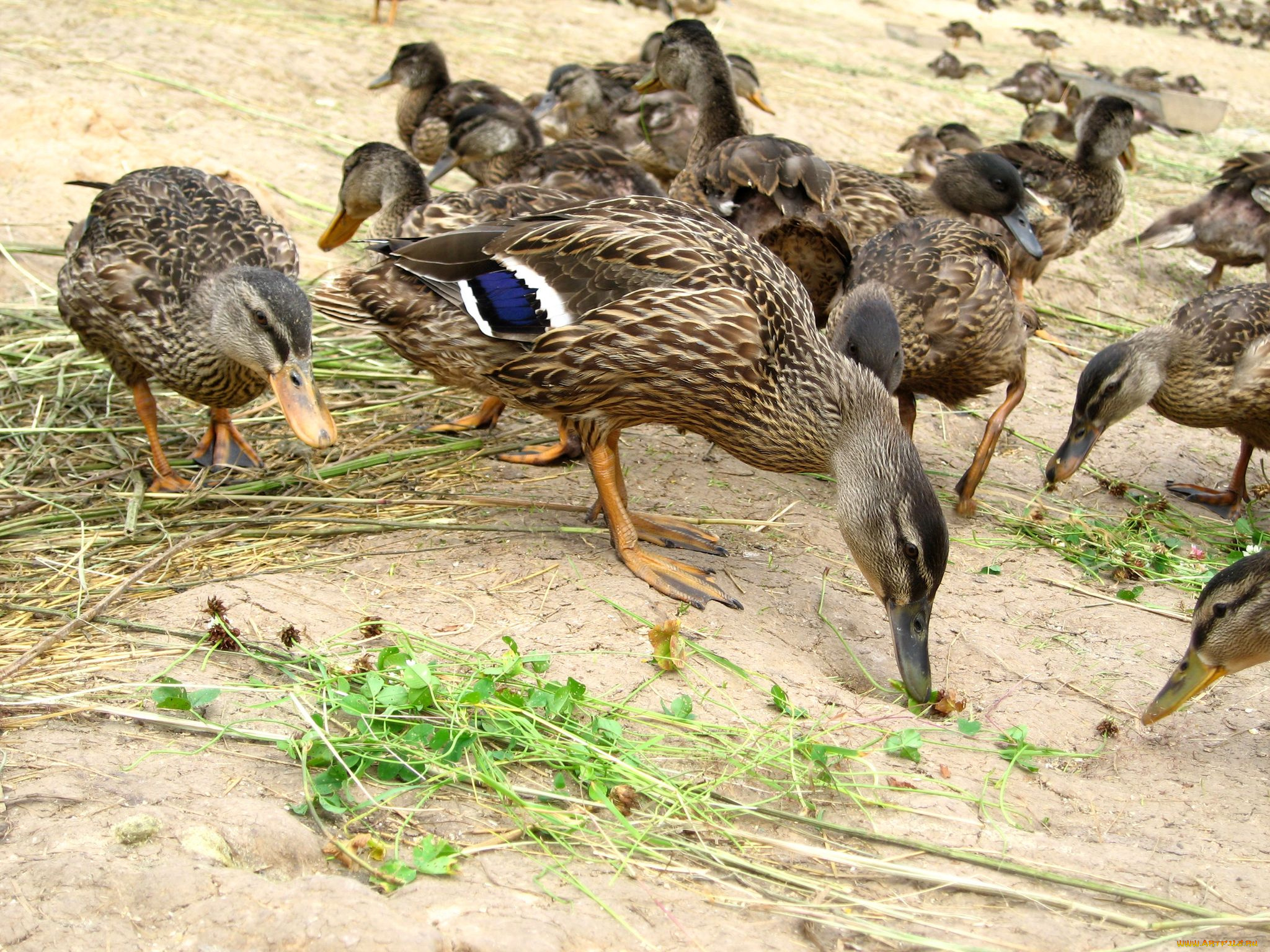 животные, утки