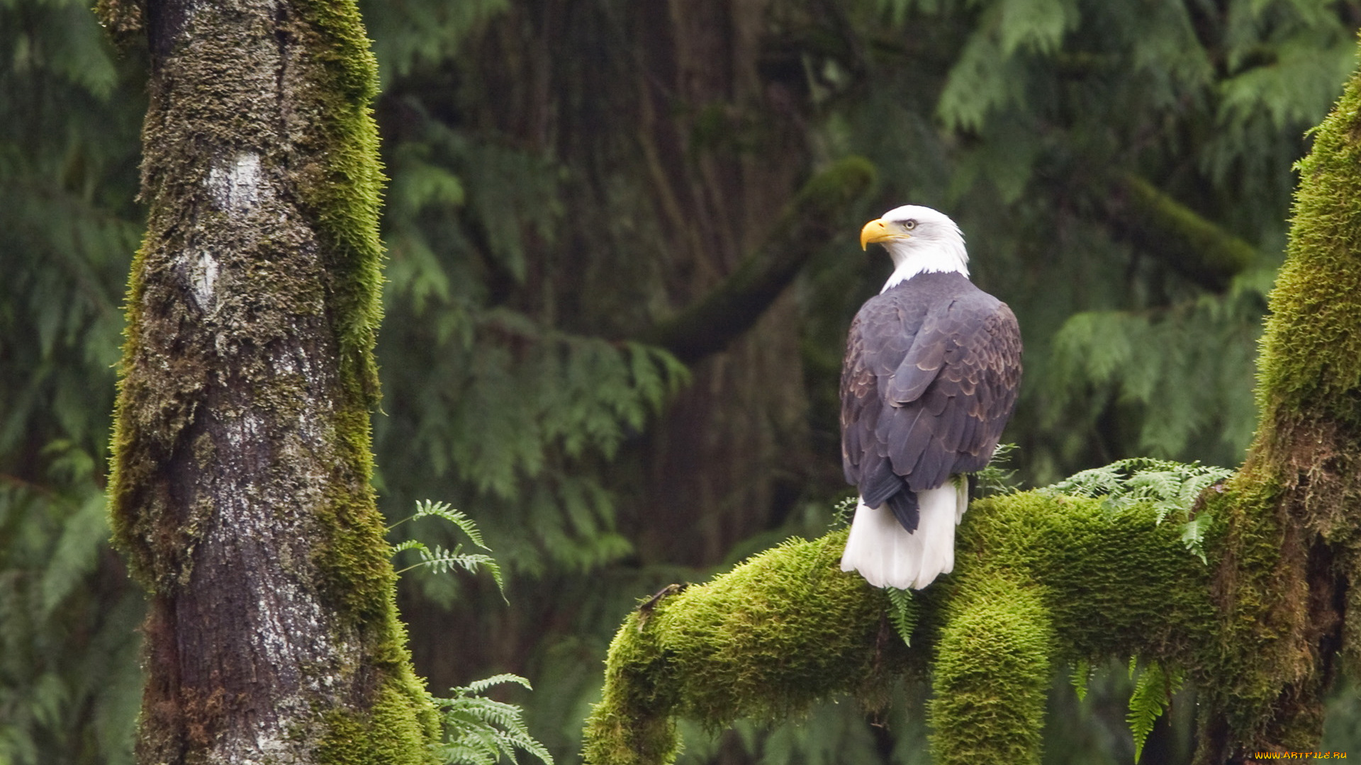 животные, птицы, хищники, орёл