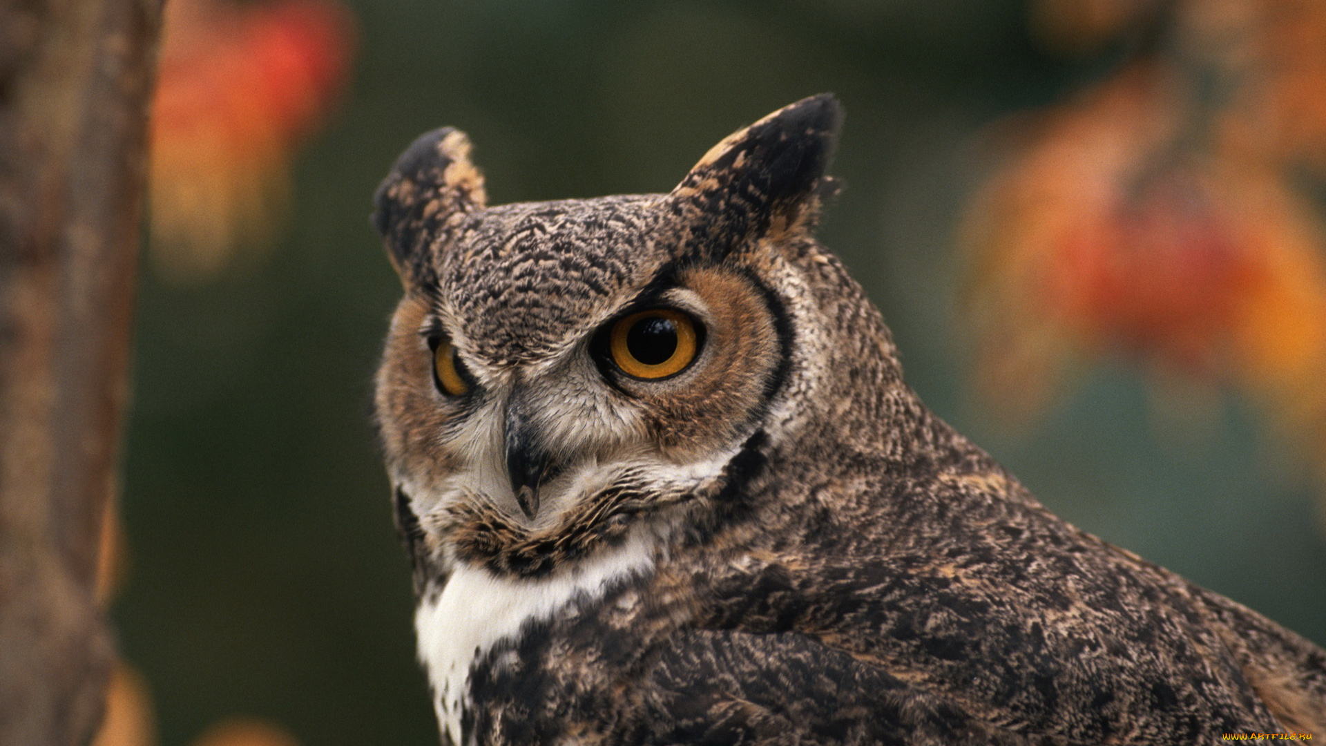 животные, совы, взгляд