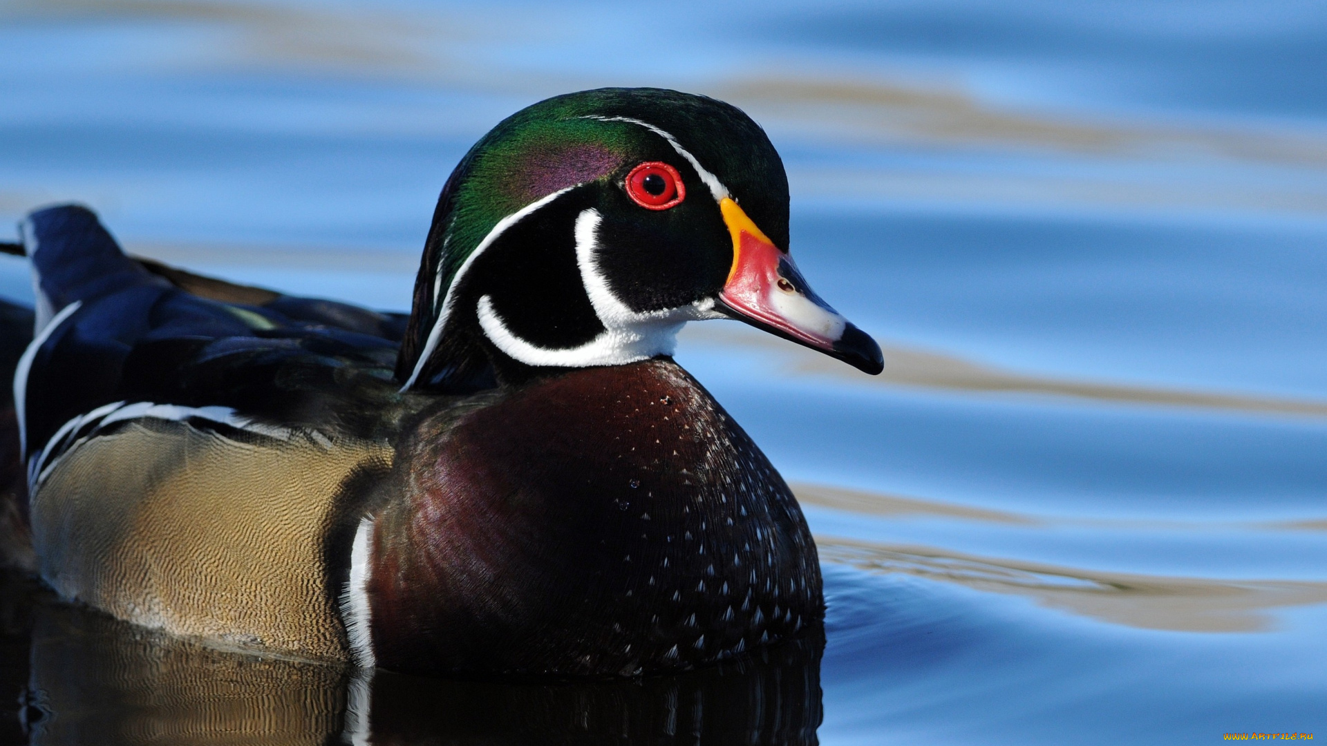 животные, утки, яркий, разноцветный