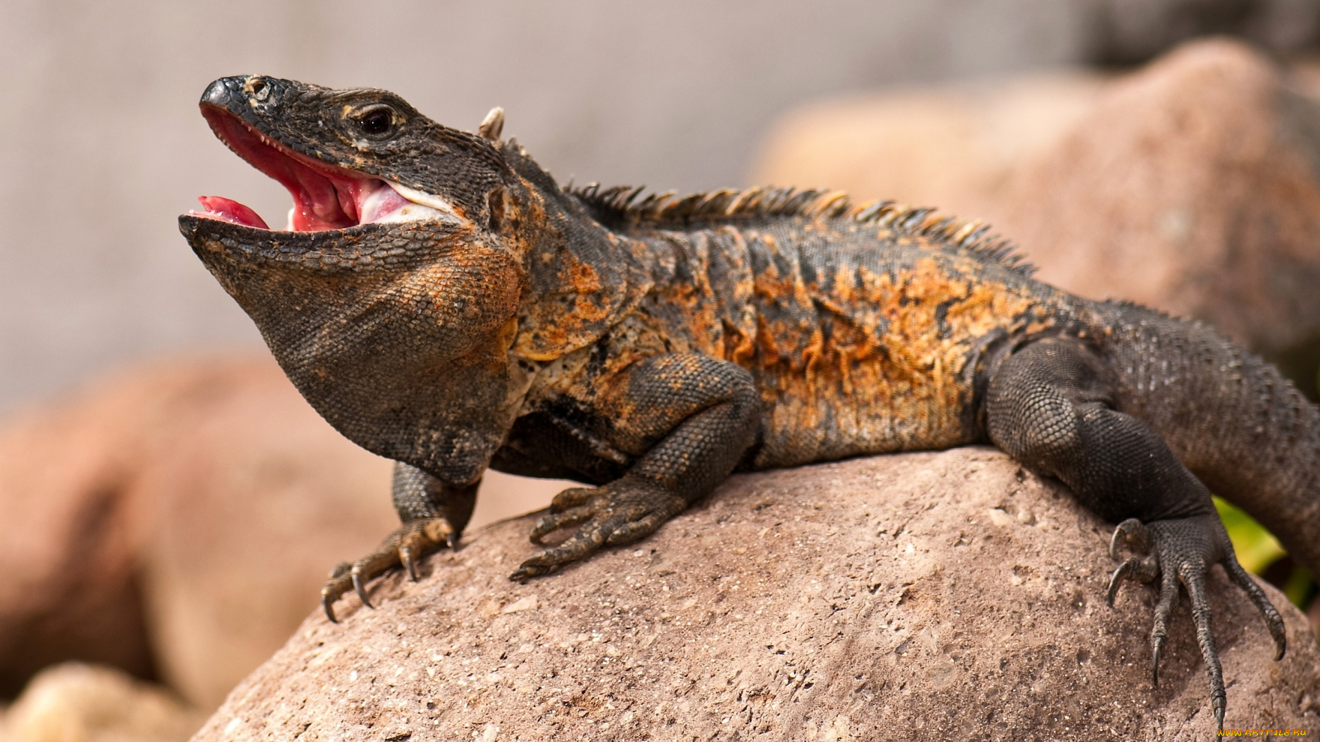 животные, Ящерицы, игуаны, вараны, коричневый, камень, пасть