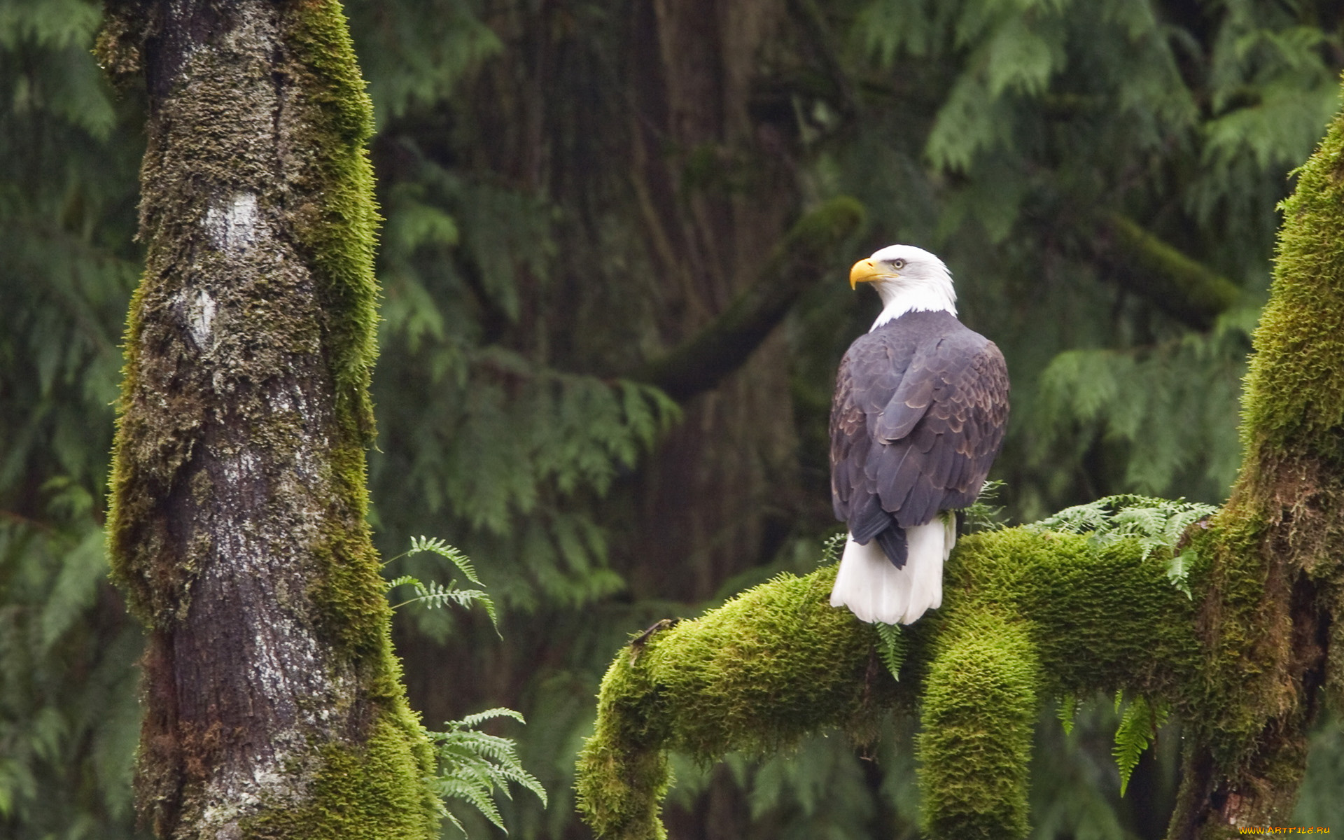 животные, птицы, хищники, орёл