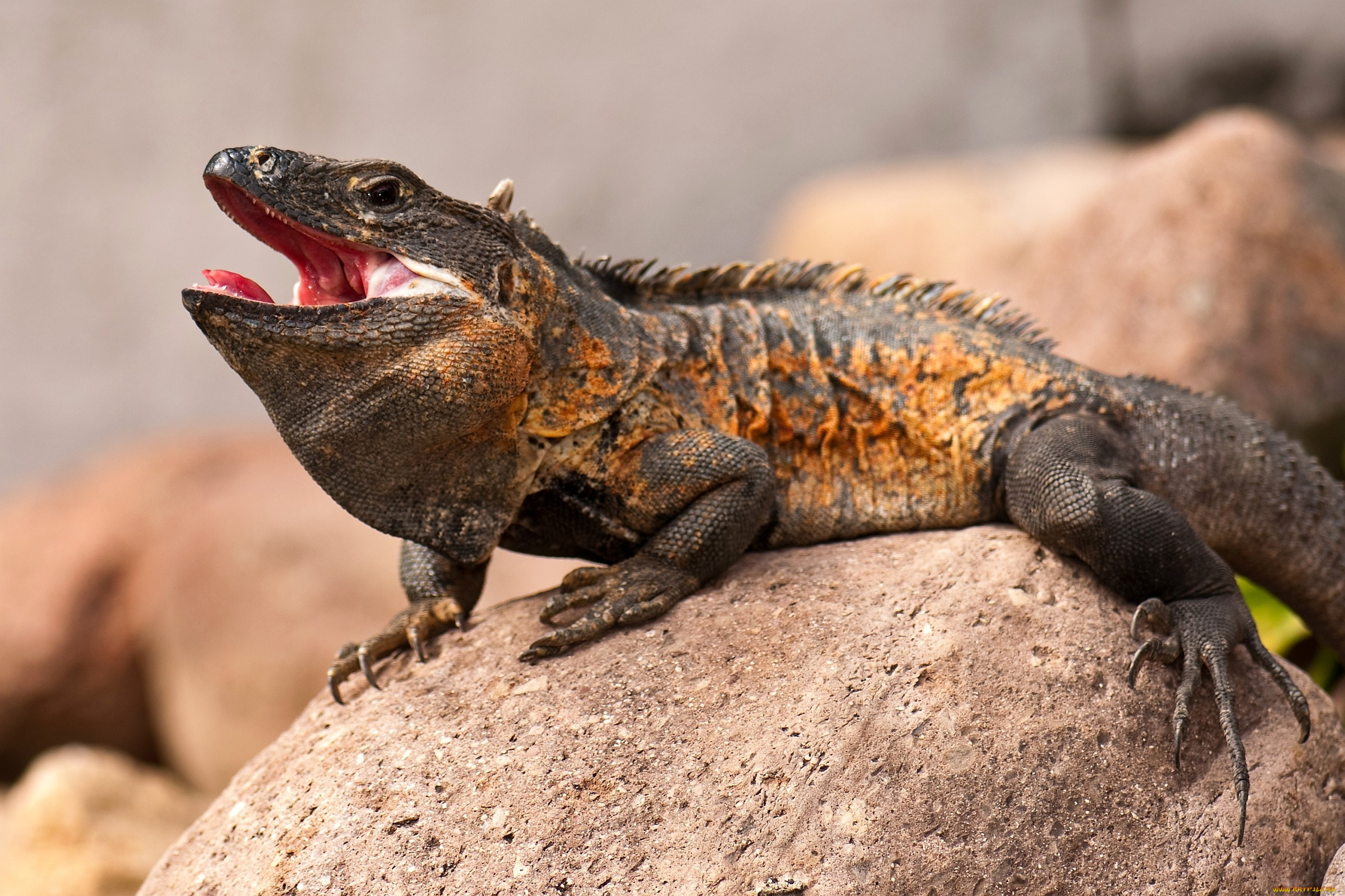 животные, Ящерицы, игуаны, вараны, коричневый, камень, пасть