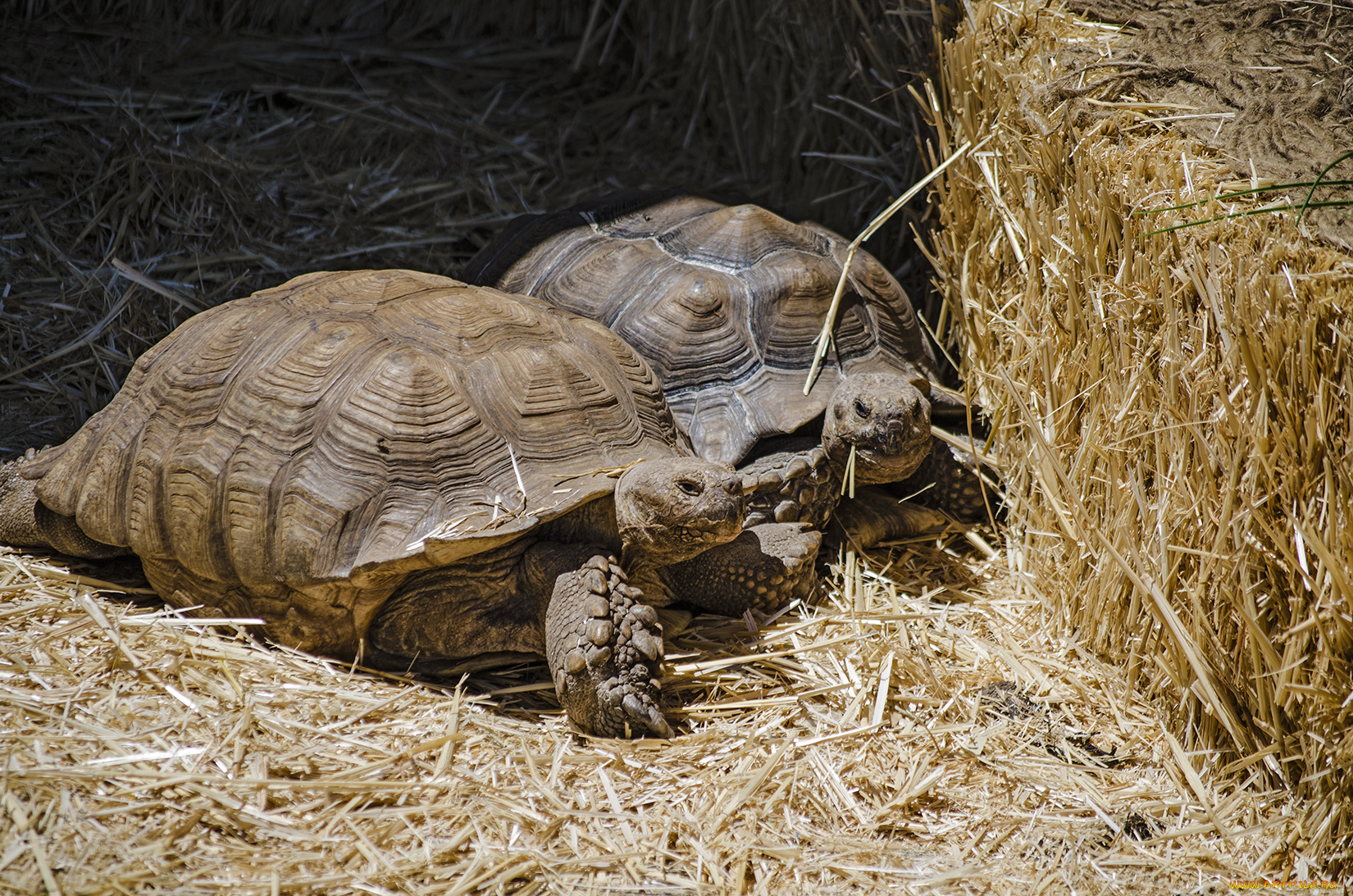животные, Черепахи, черепахи