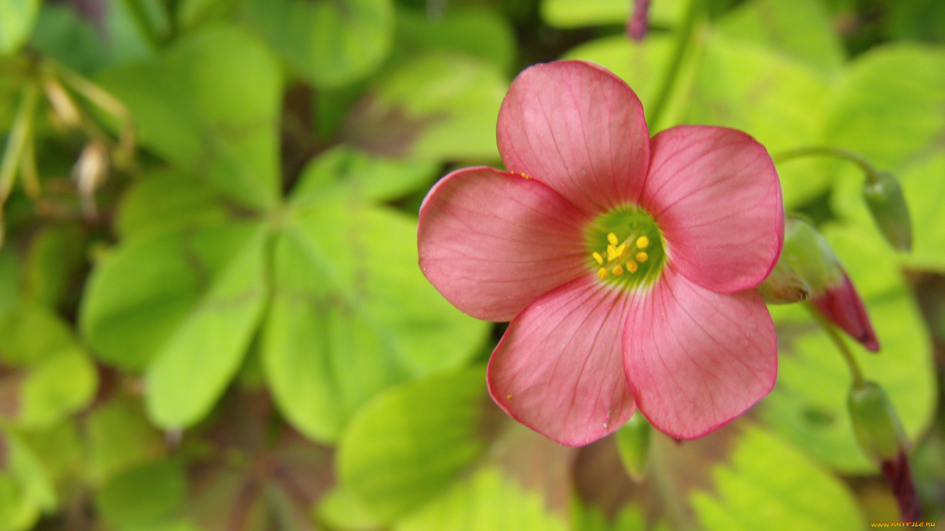 цветы, листья, лепестки