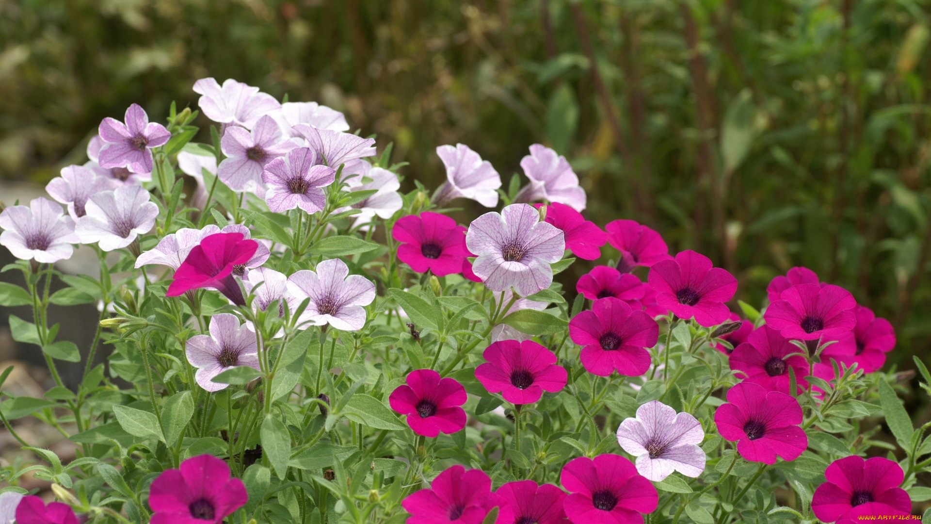 цветы, петунии, калибрахоа, фиолетовый, лиловый