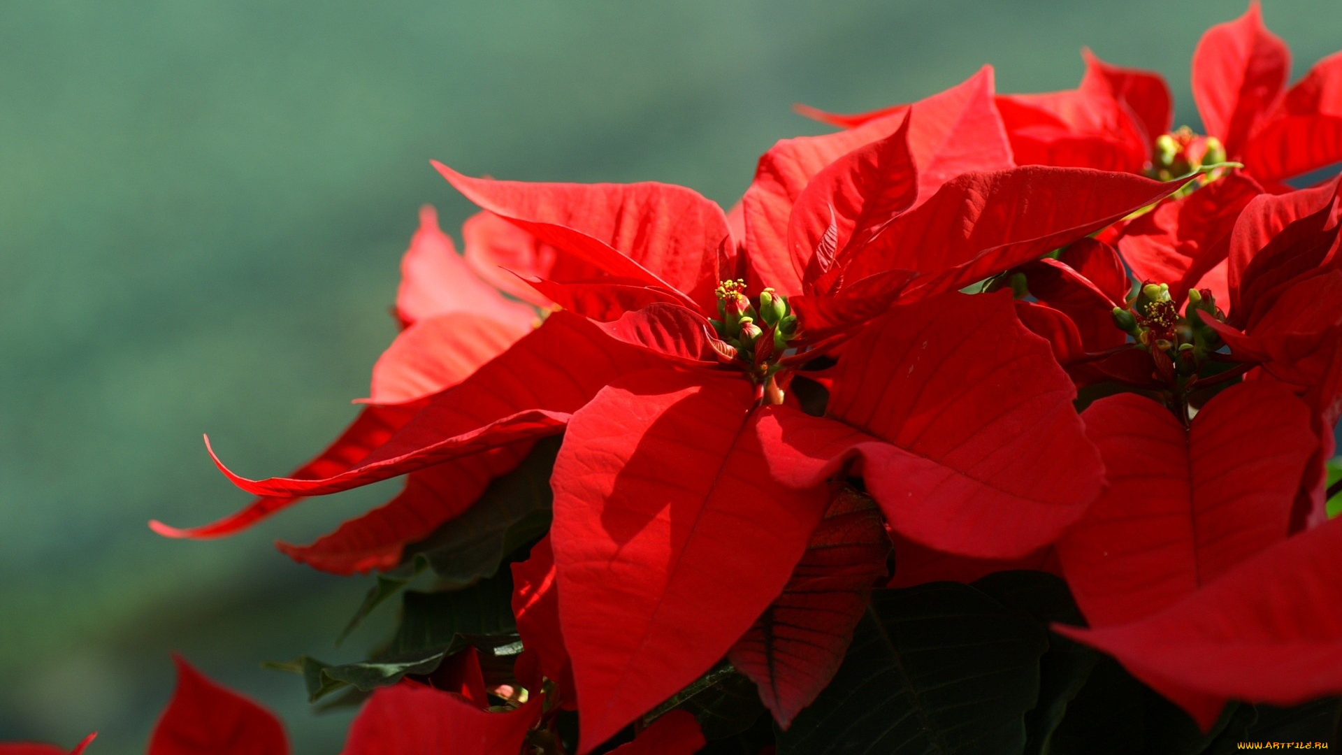 цветы, пуансеттия, красный