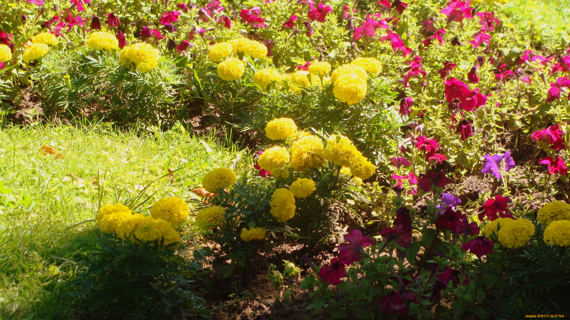 цветы, разные, вместе, бархатцы, петунии