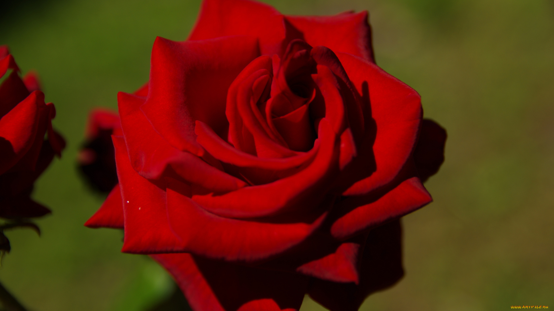 цветы, розы, красный