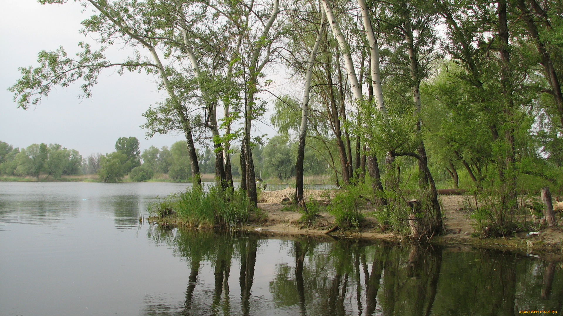природа, побережье, березы, берег, весна