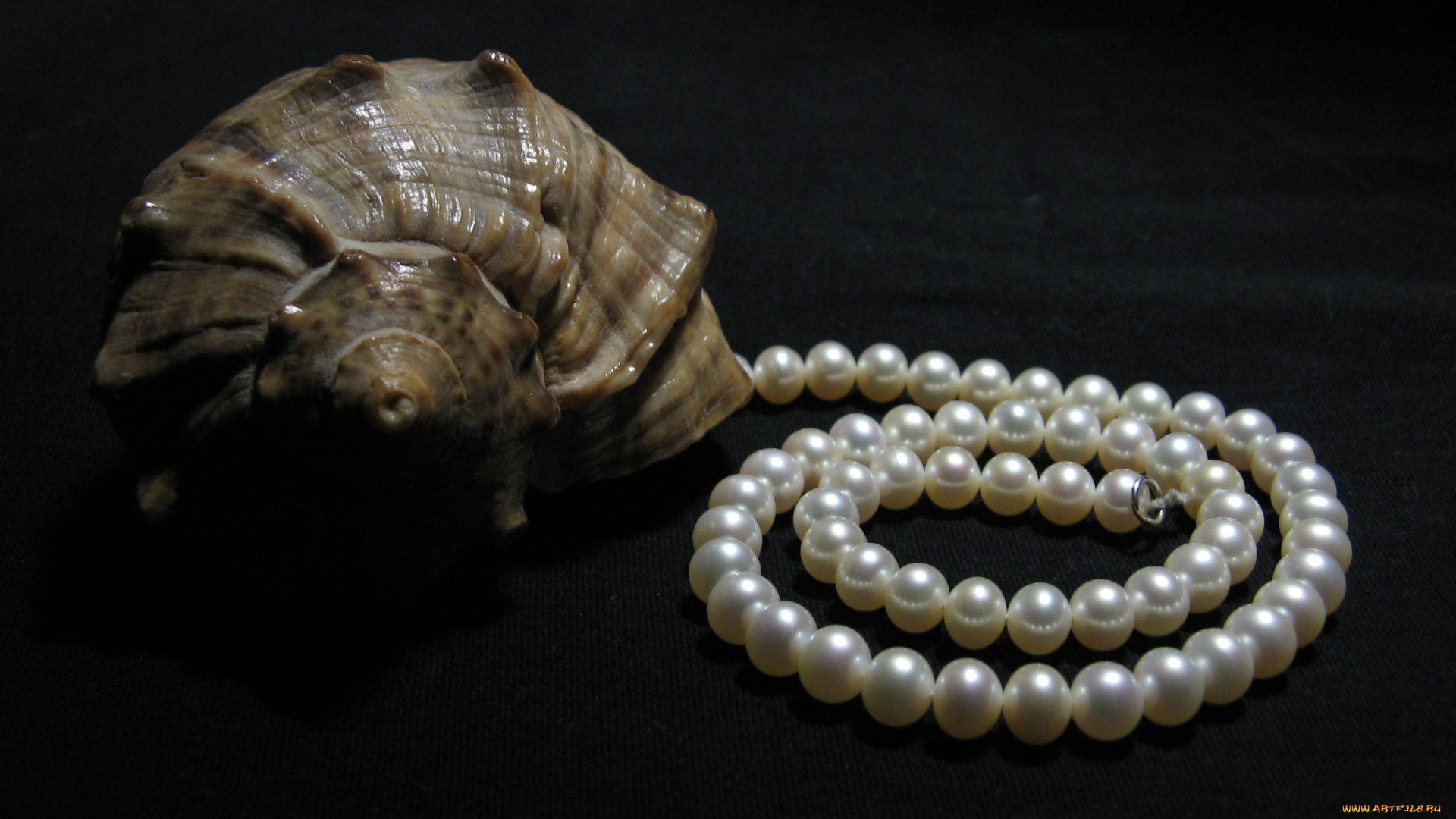 разное, ракушки, кораллы, декоративные, spa, камни, ракушка