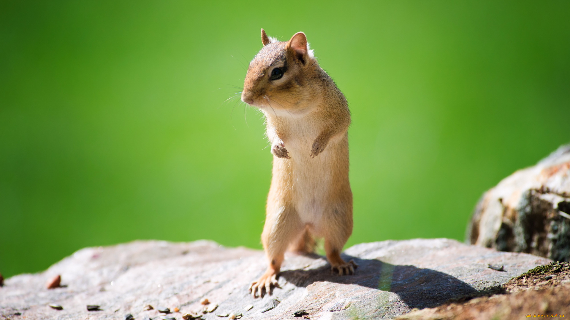 животные, бурундуки, белка, природа, фон