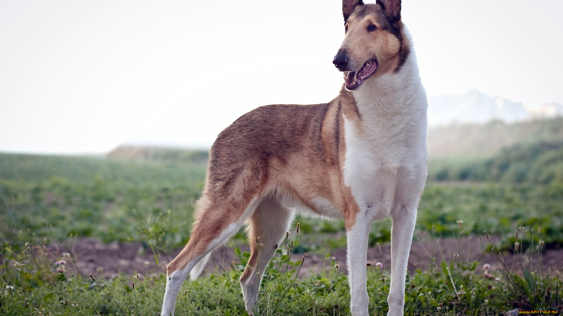 животные, собаки, фон, поле, собака