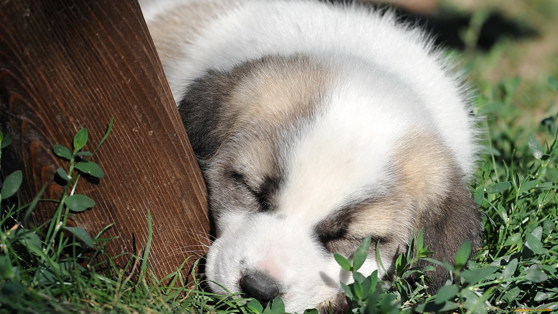 животные, собаки, фон, щенок