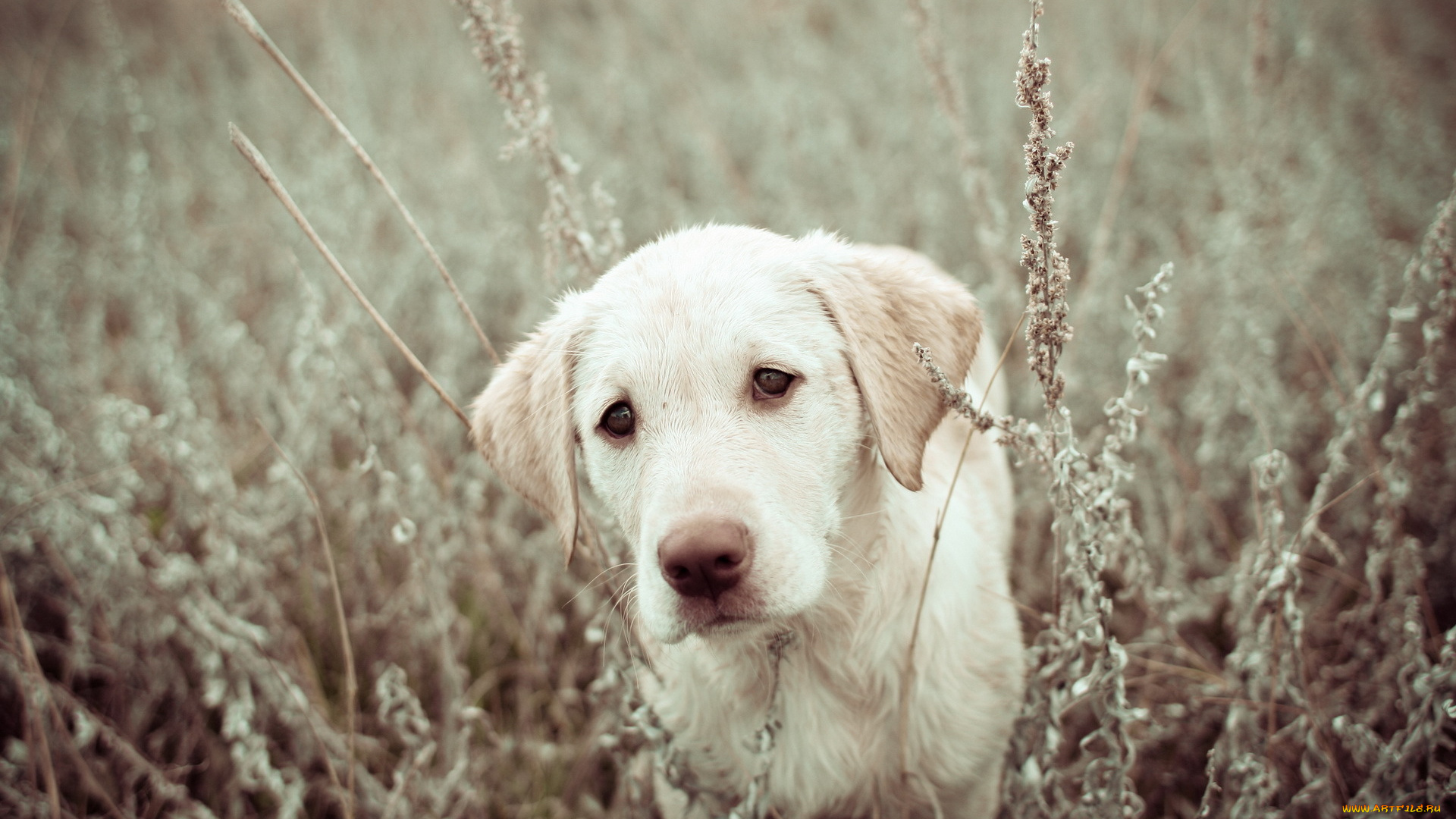 животные, собаки, природа, щенок, поле