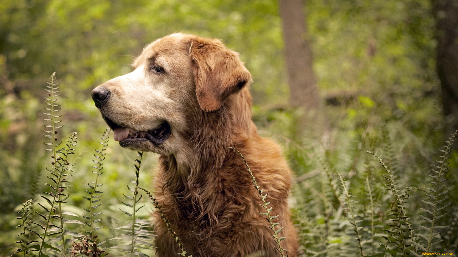 животные, собаки, собака, лес, природа