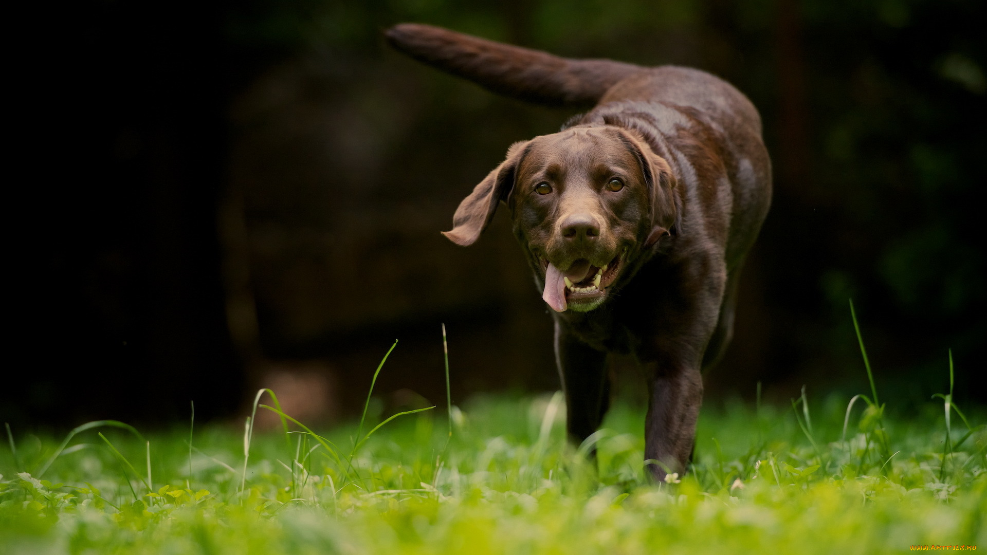 животные, собаки, собака, поле, лето