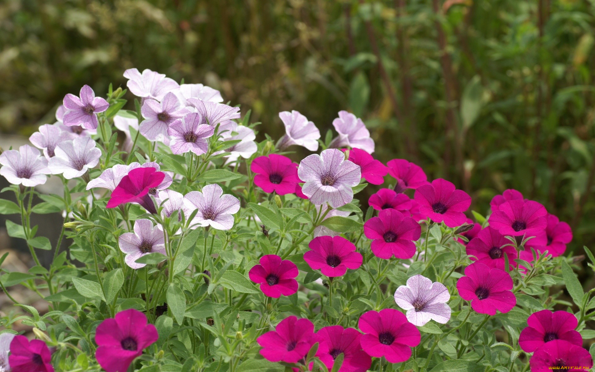 цветы, петунии, калибрахоа, фиолетовый, лиловый