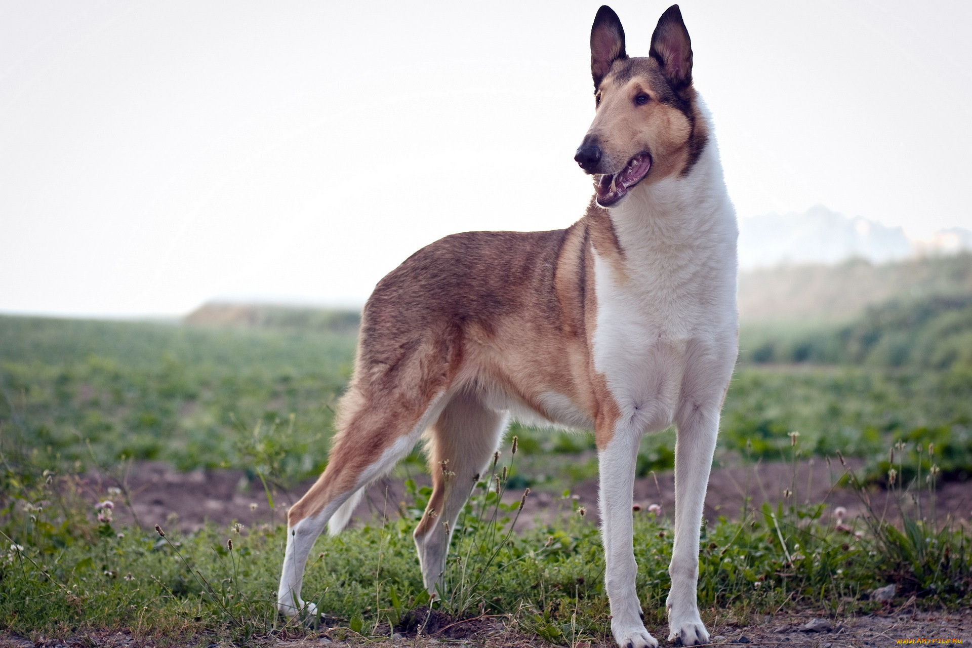 животные, собаки, фон, поле, собака