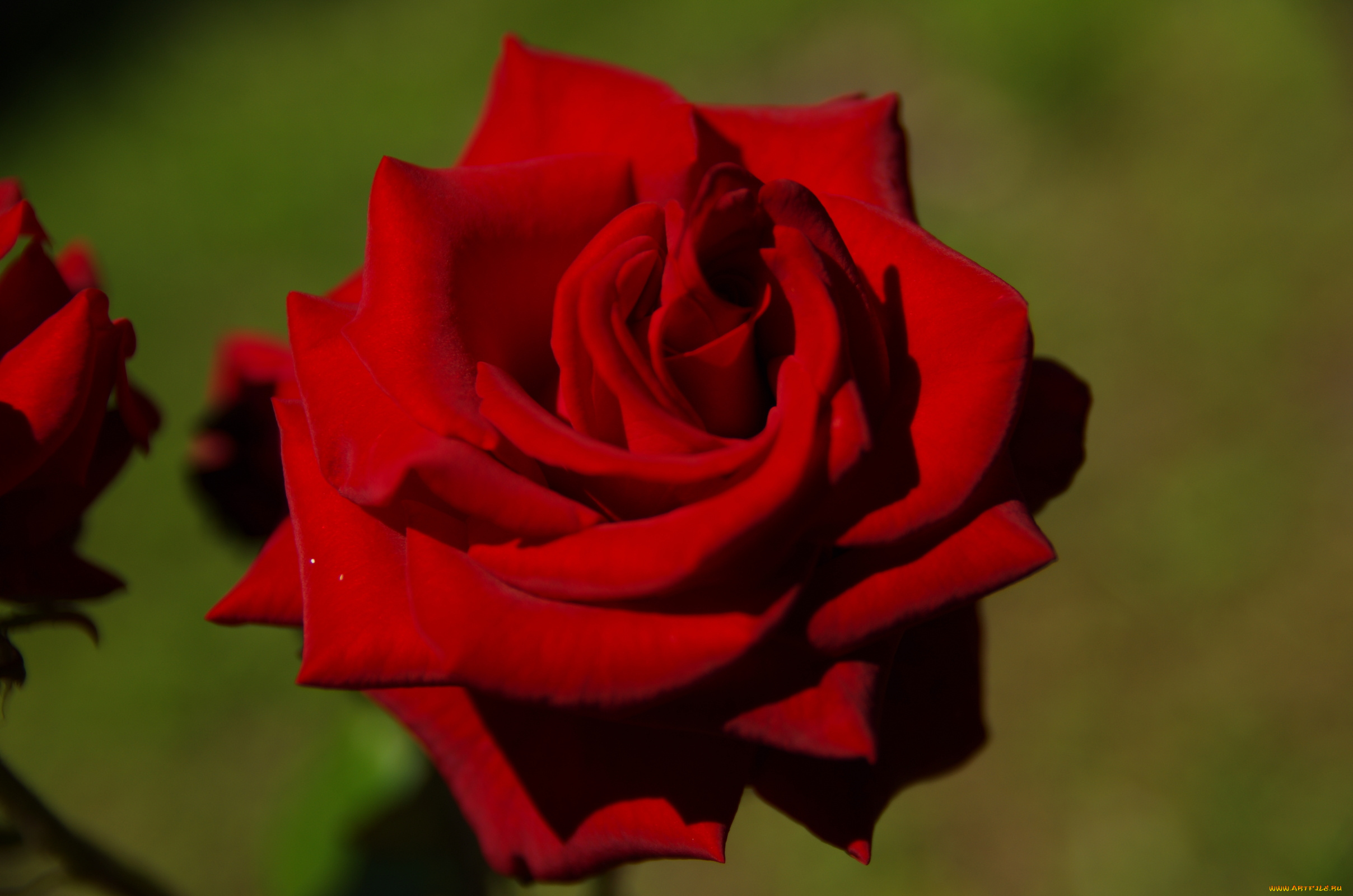 цветы, розы, красный