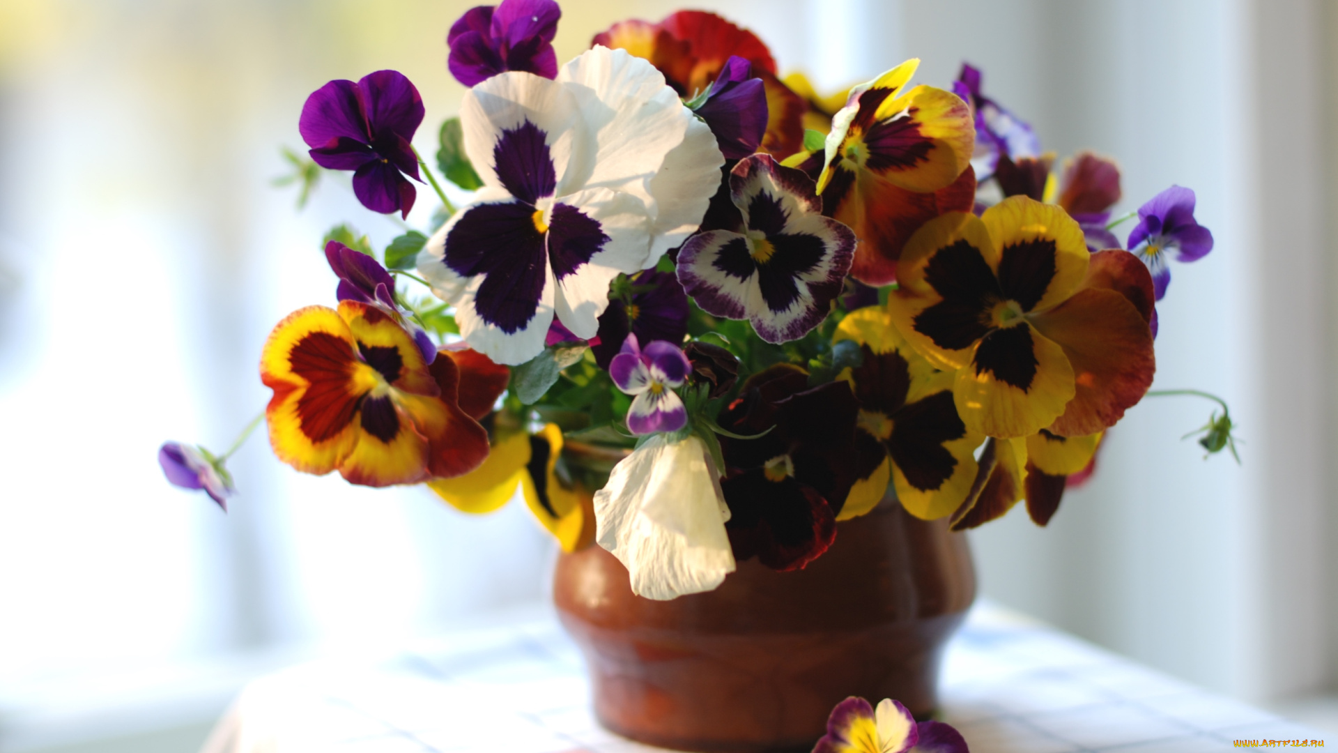 цветы, анютины, глазки, садовые, фиалки, пестрый