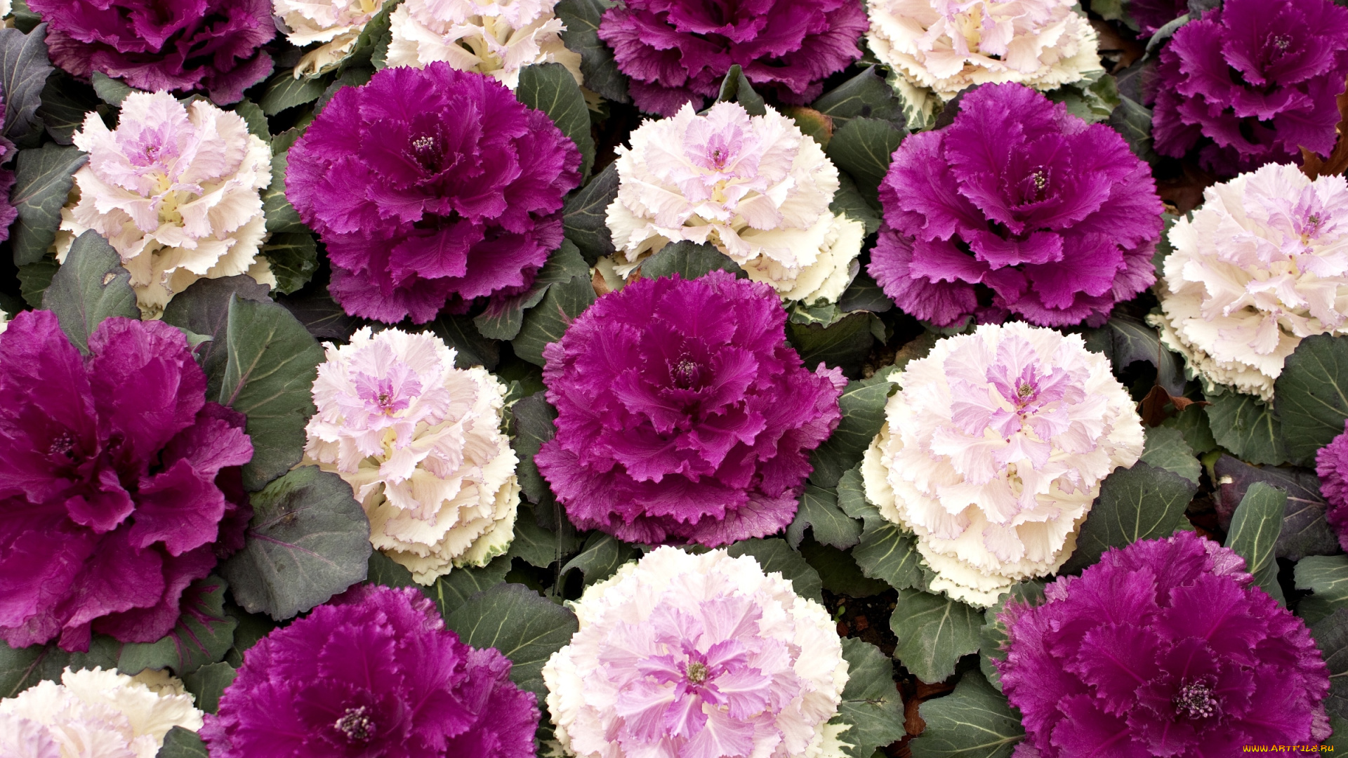 цветы, декоративная, капуста