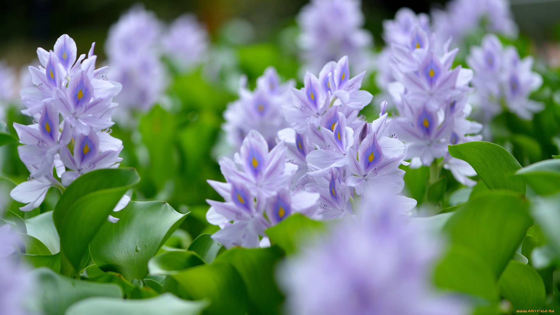 цветы, гиацинты, эйхорния, отличная, водяной, гиацинт