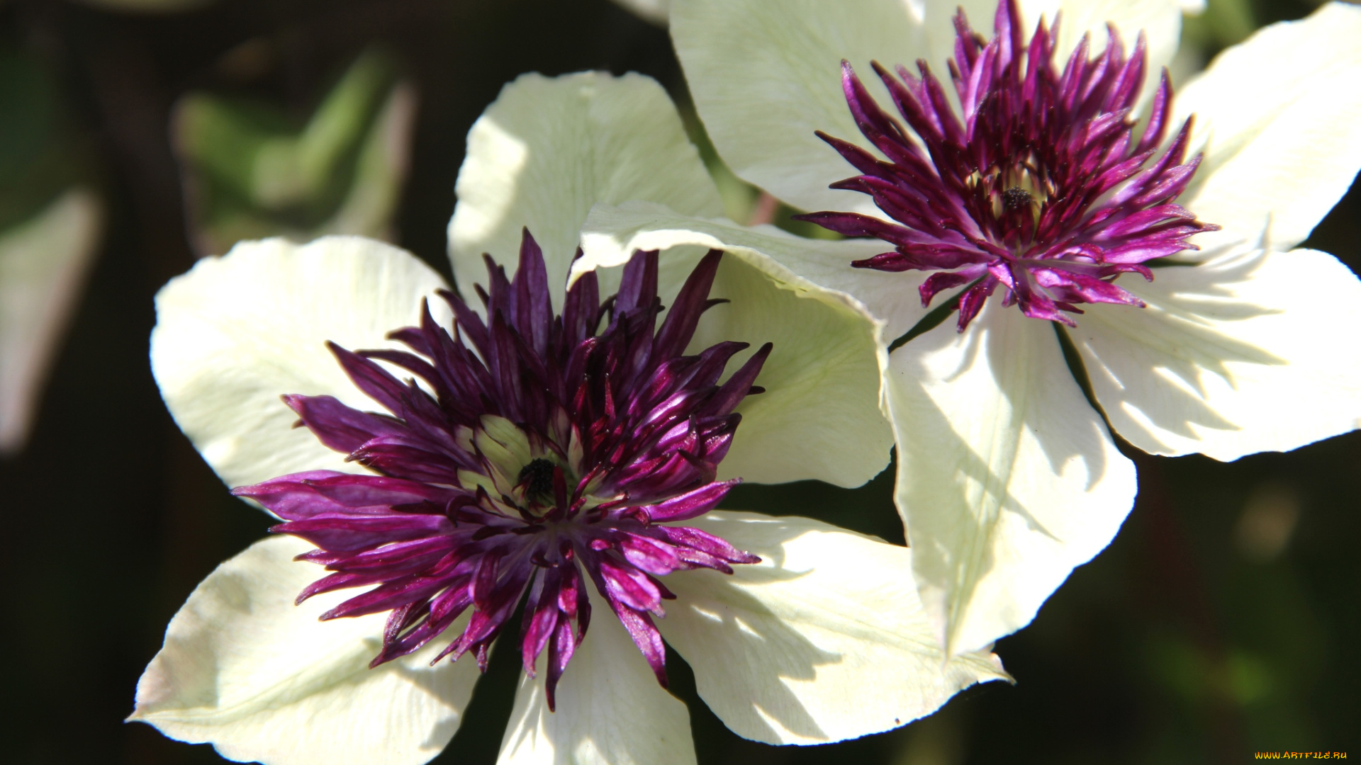 цветы, клематис, ломонос