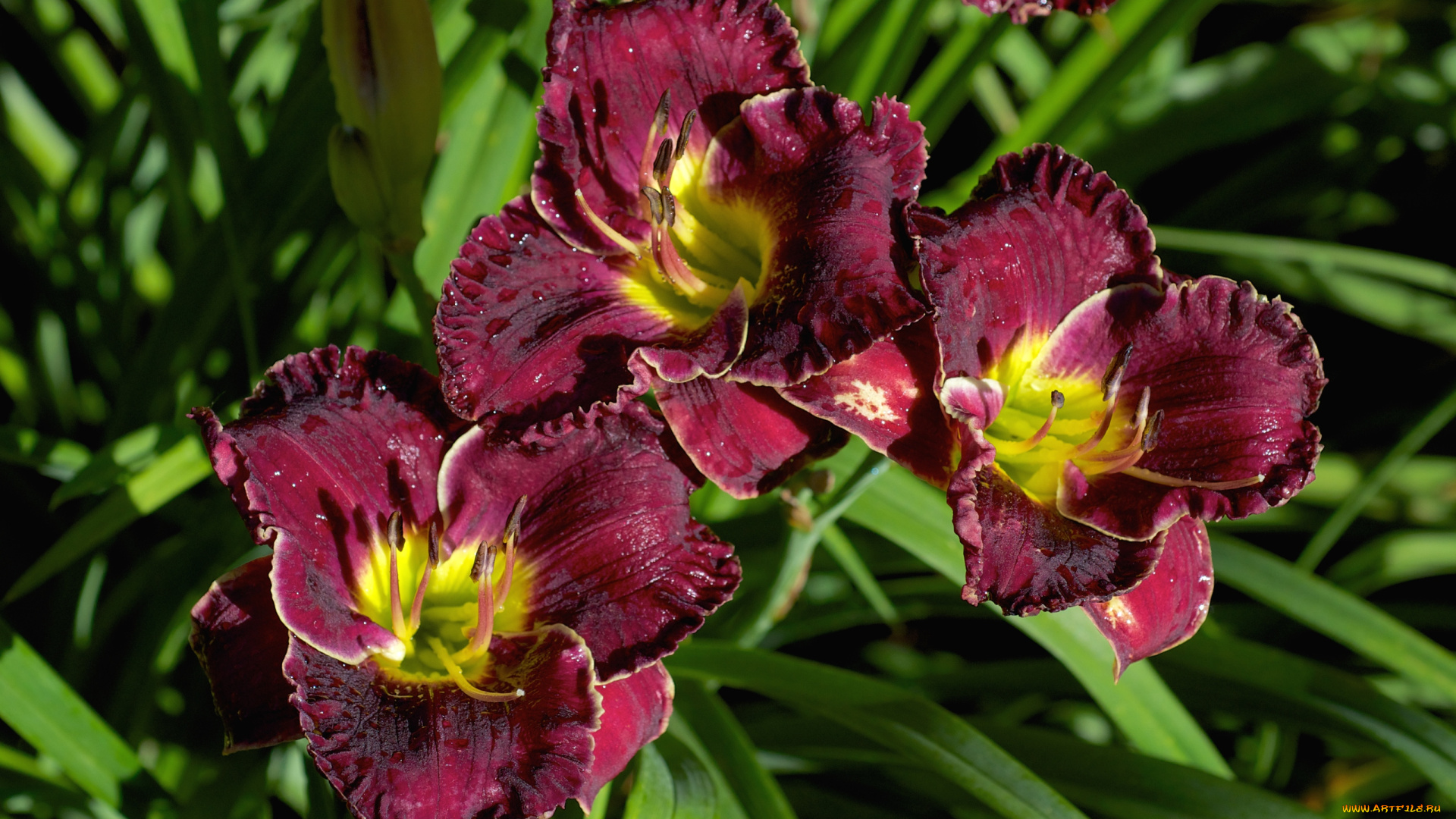 цветы, лилии, лилейники, бордовый