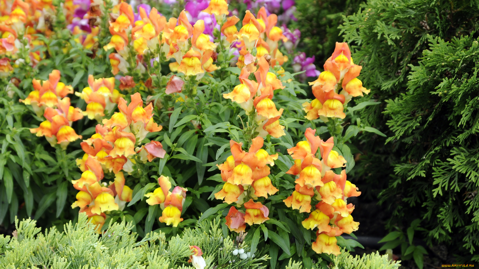 цветы, львиный, зев, сад