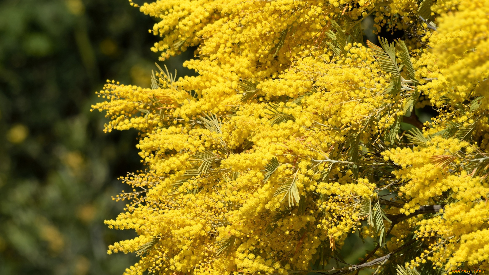 цветы, мимоза, желтый, ветки