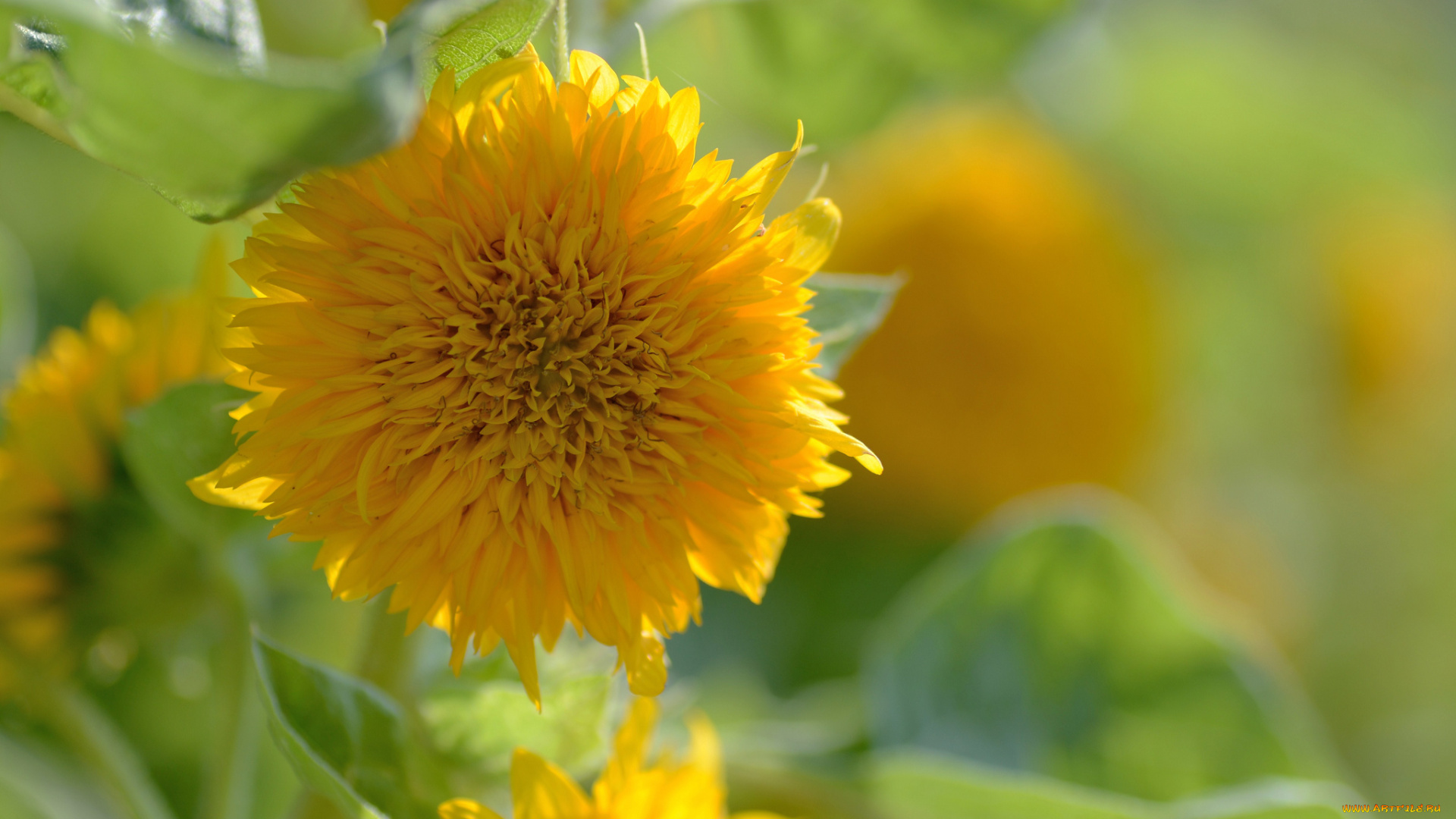 цветы, подсолнухи, солнышко, желтый