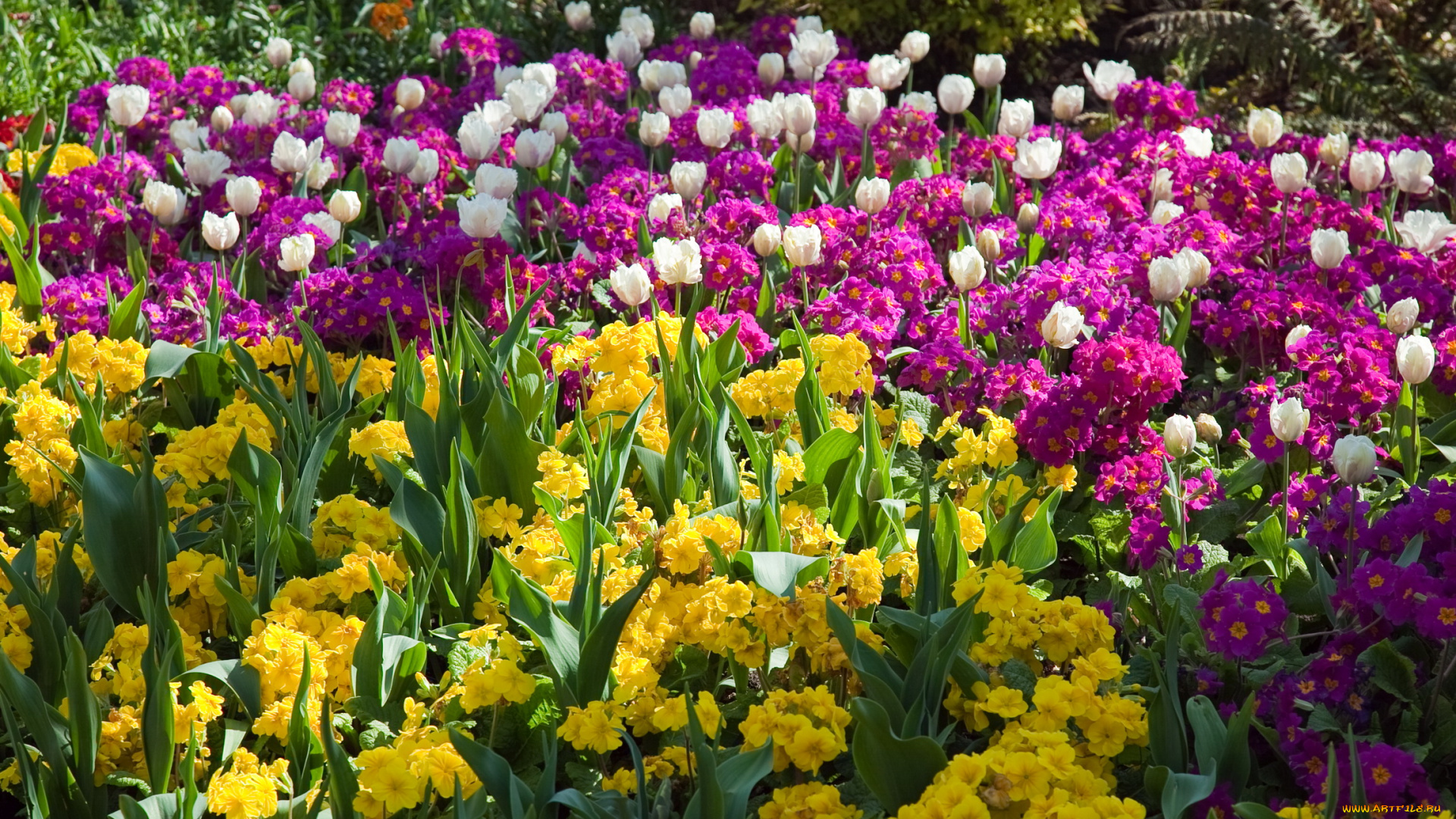 цветы, разные, вместе, тюльпаны, сад