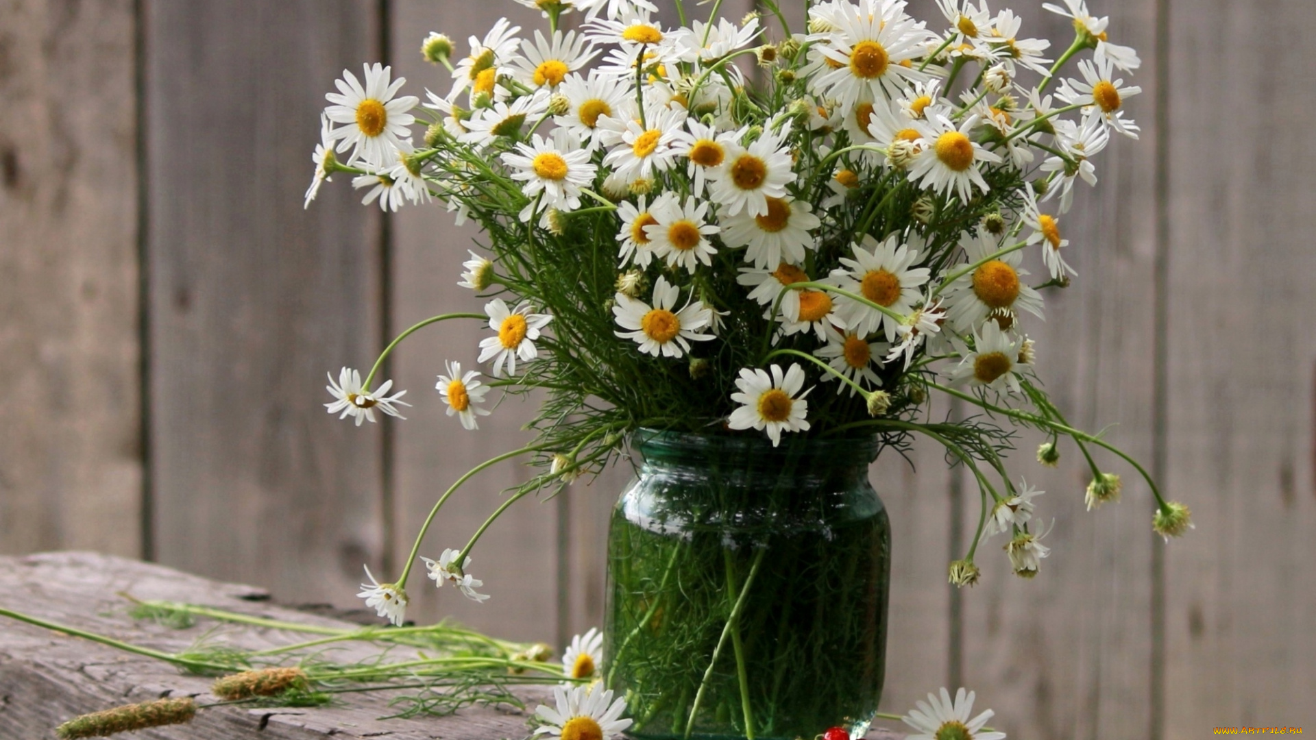 цветы, ромашки, банка, букет, лето