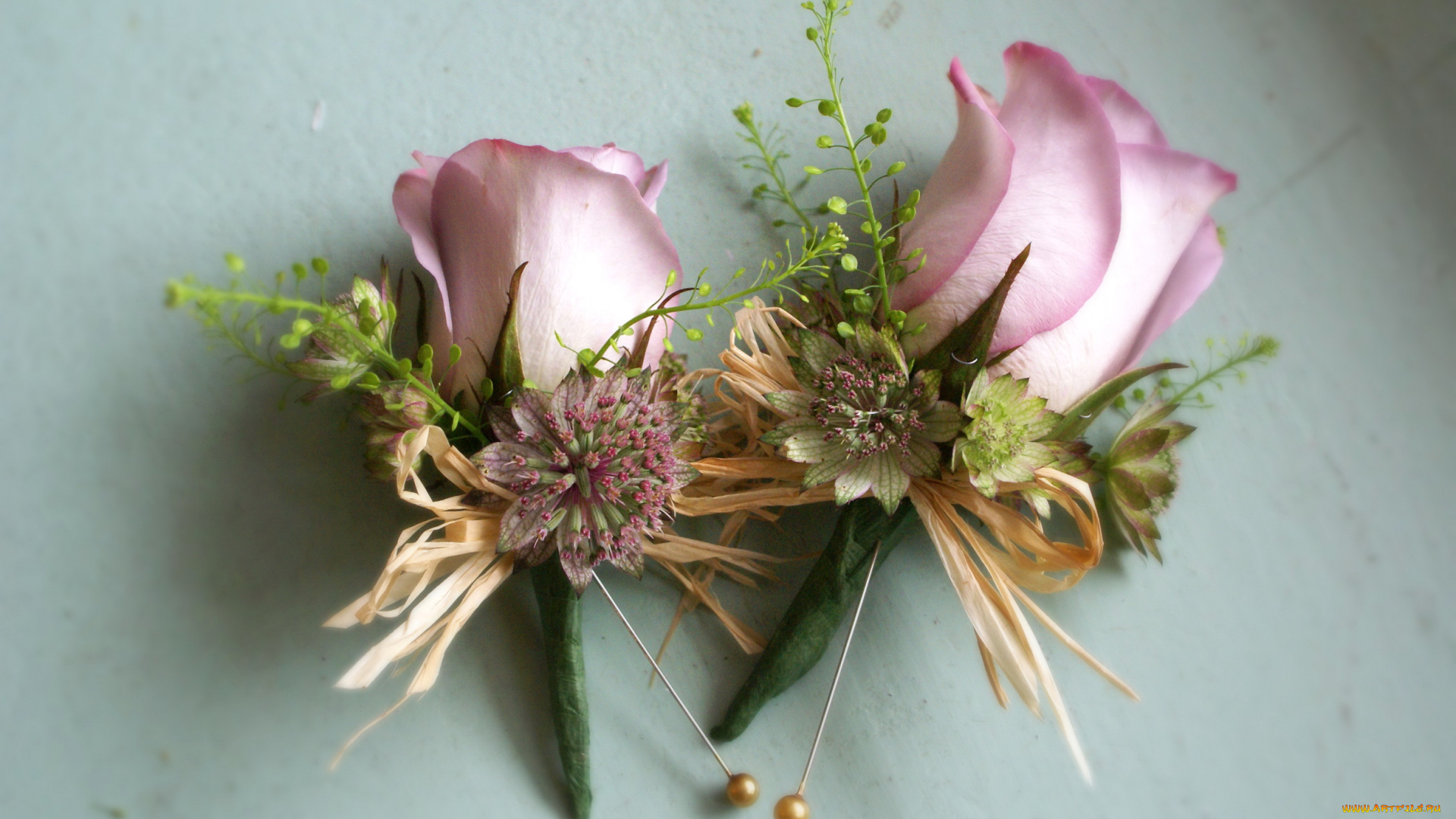 цветы, розы