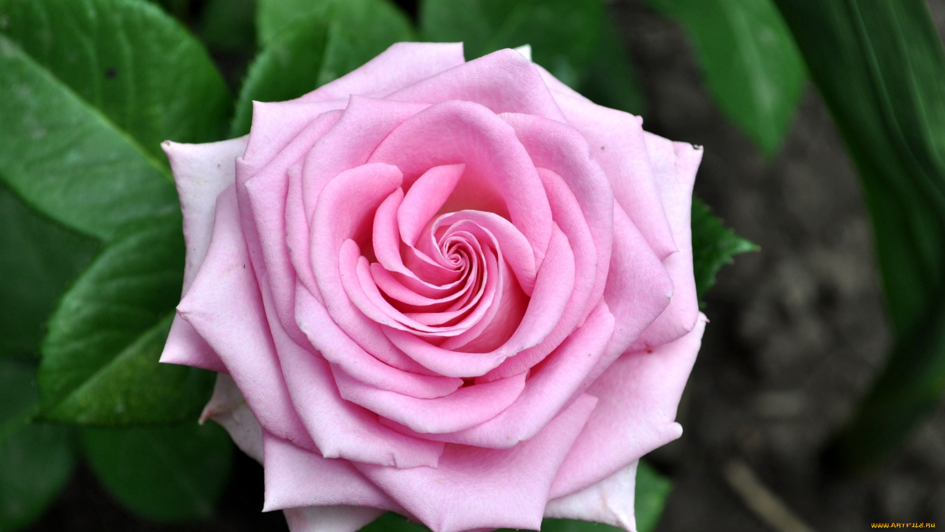 цветы, розы, розовый