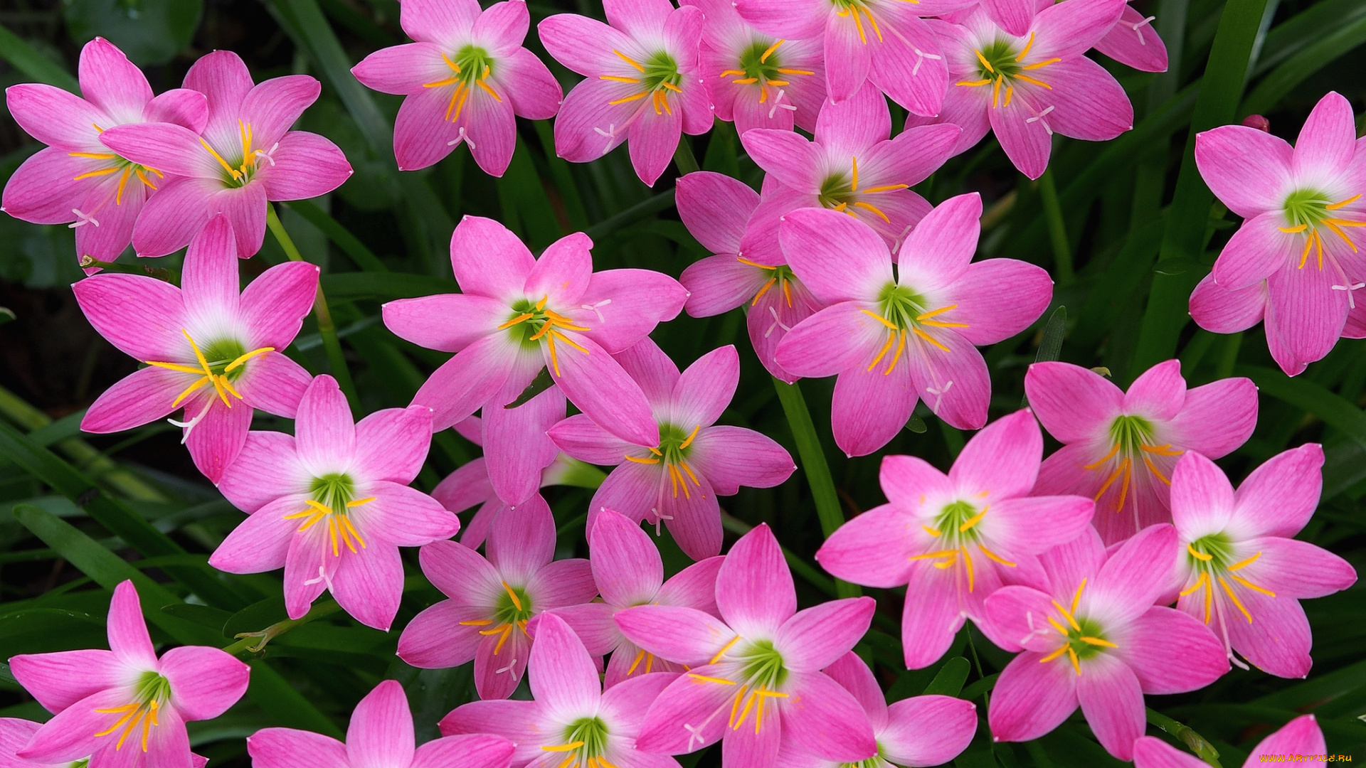 цветы, зефирантесы, розовый, много