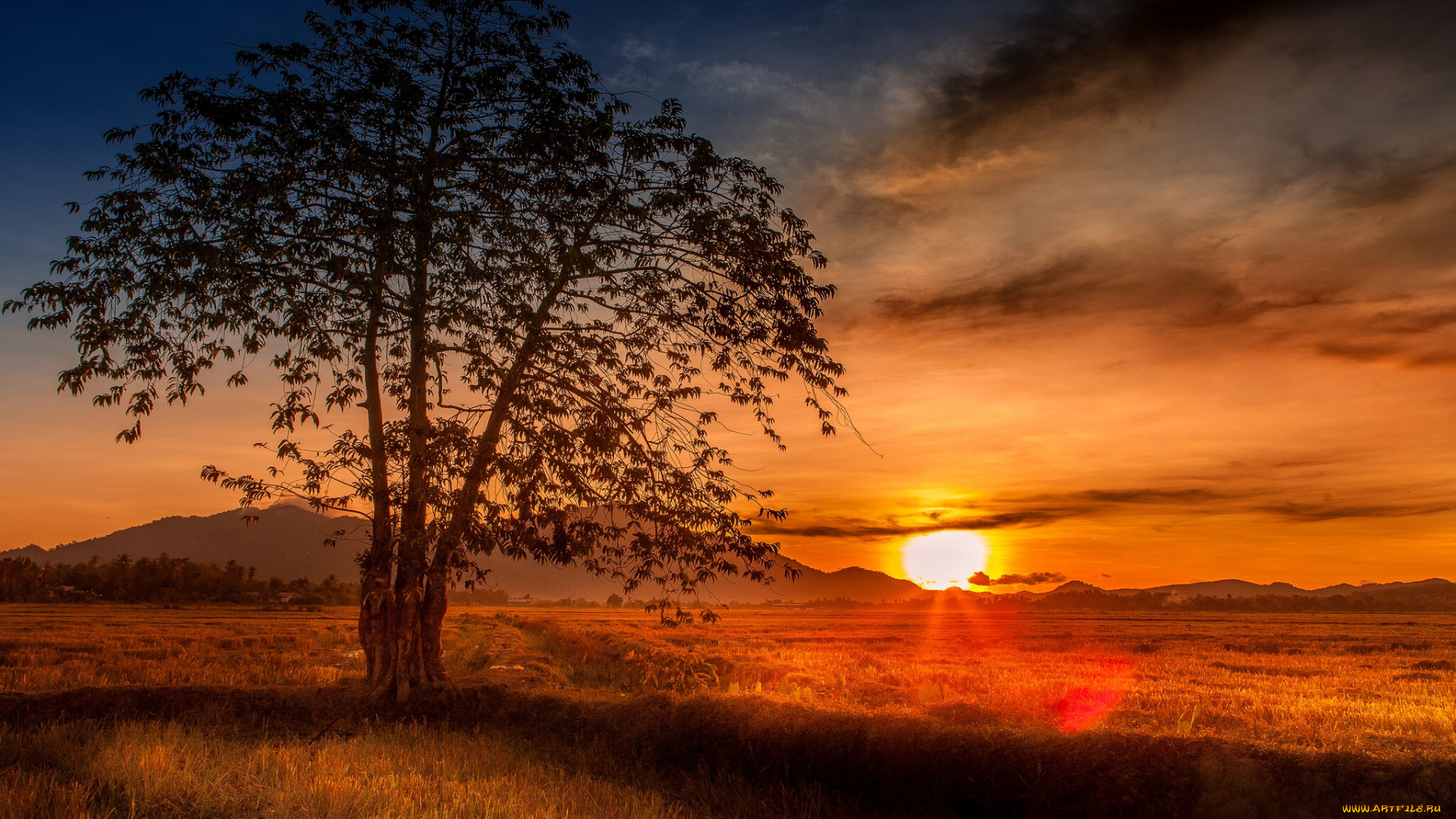 malaysia, природа, восходы, закаты, малайзия, закат, дерево, поле