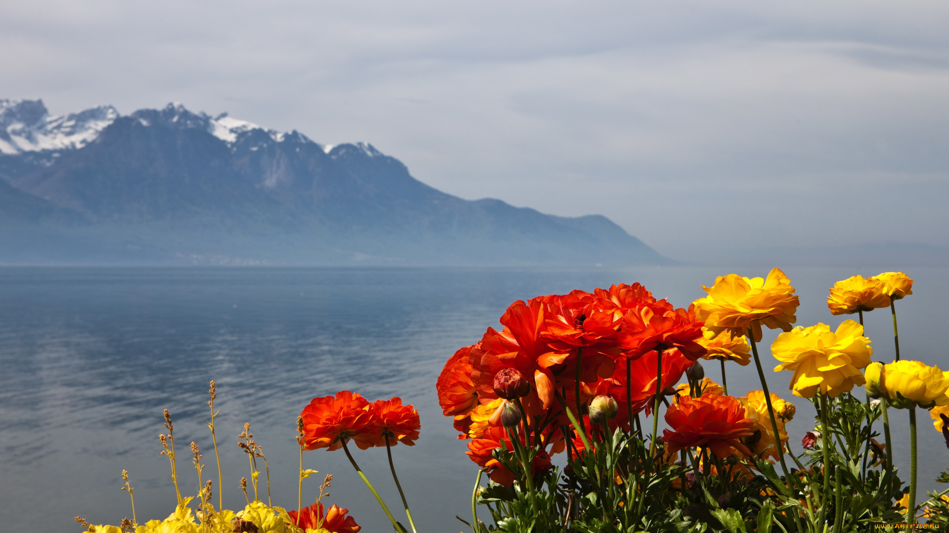 montreux, switzerland, природа, пейзажи, озеро, цветы, горы