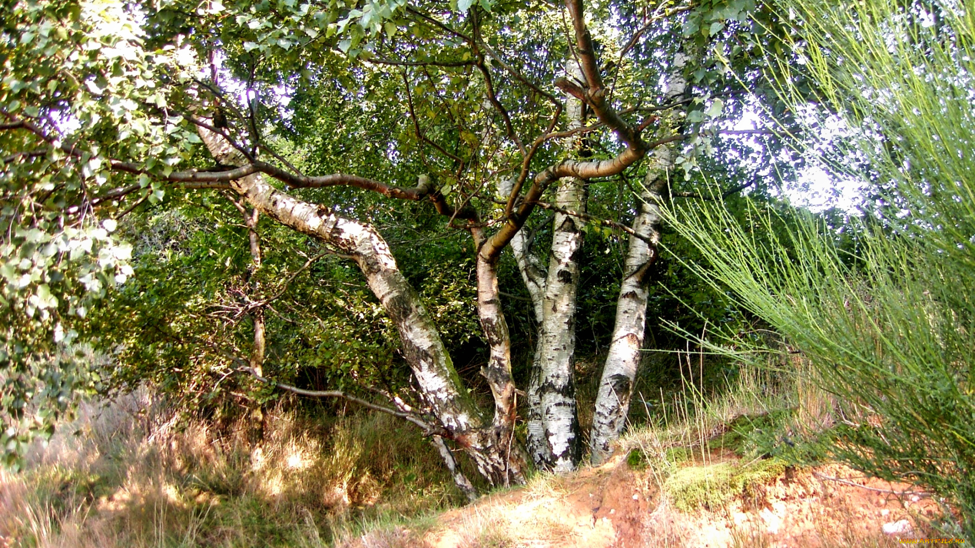 природа, деревья, пригорок, березы, кусты, трава