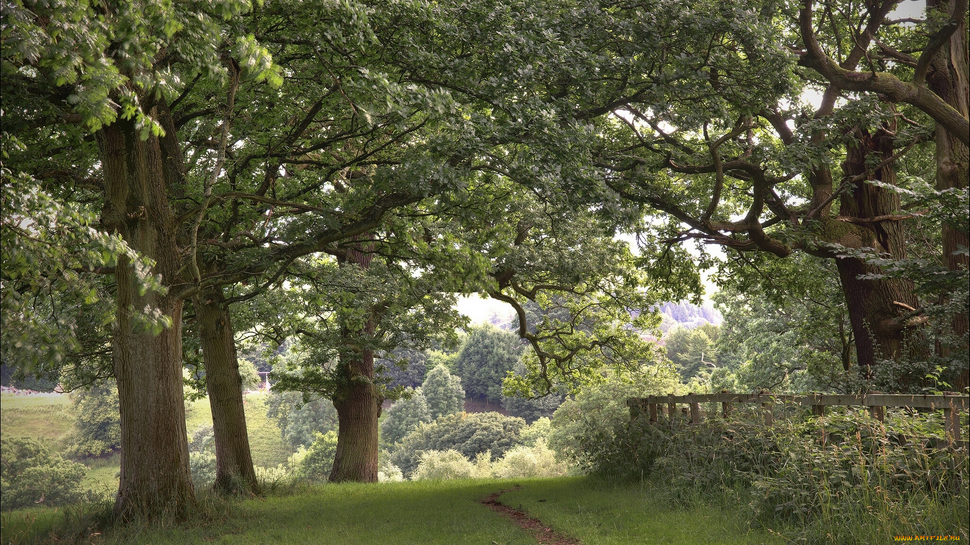 природа, деревья, тропинка
