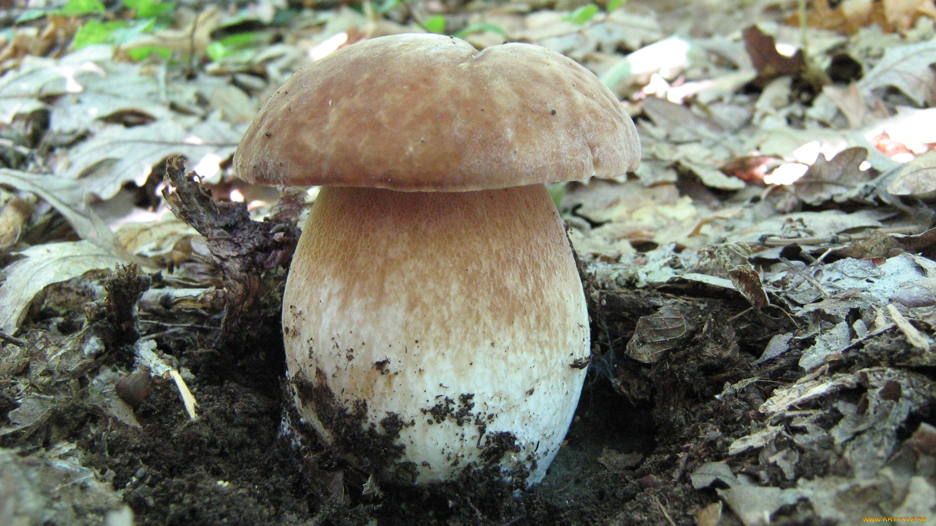 природа, грибы, трава, листья