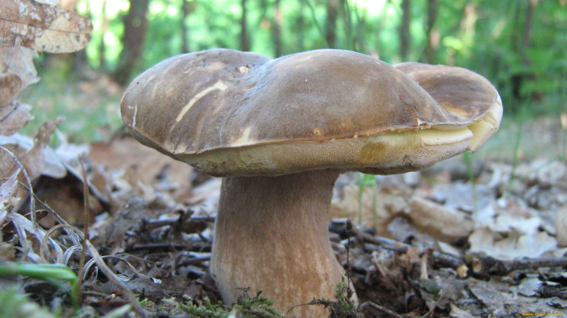 природа, грибы, трава, листья