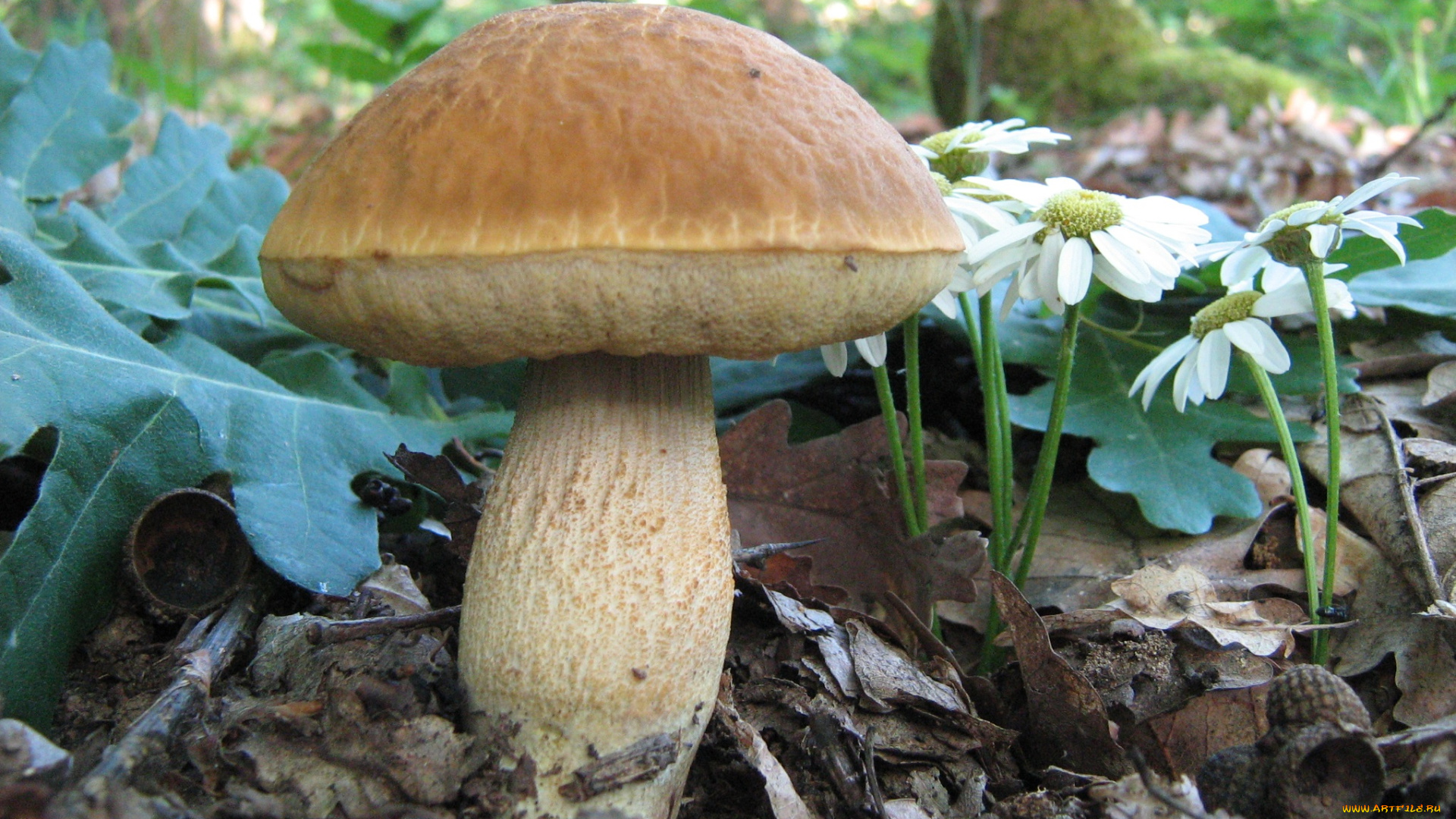 природа, грибы, трава, листья