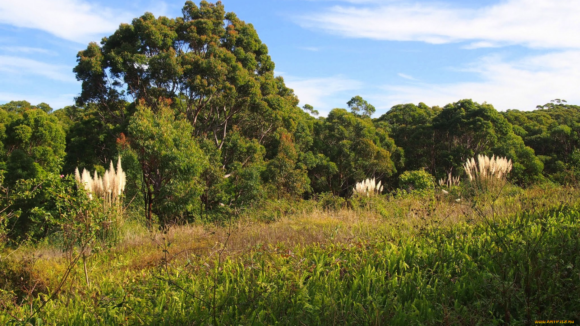 природа, лес, опушка, поле, трава