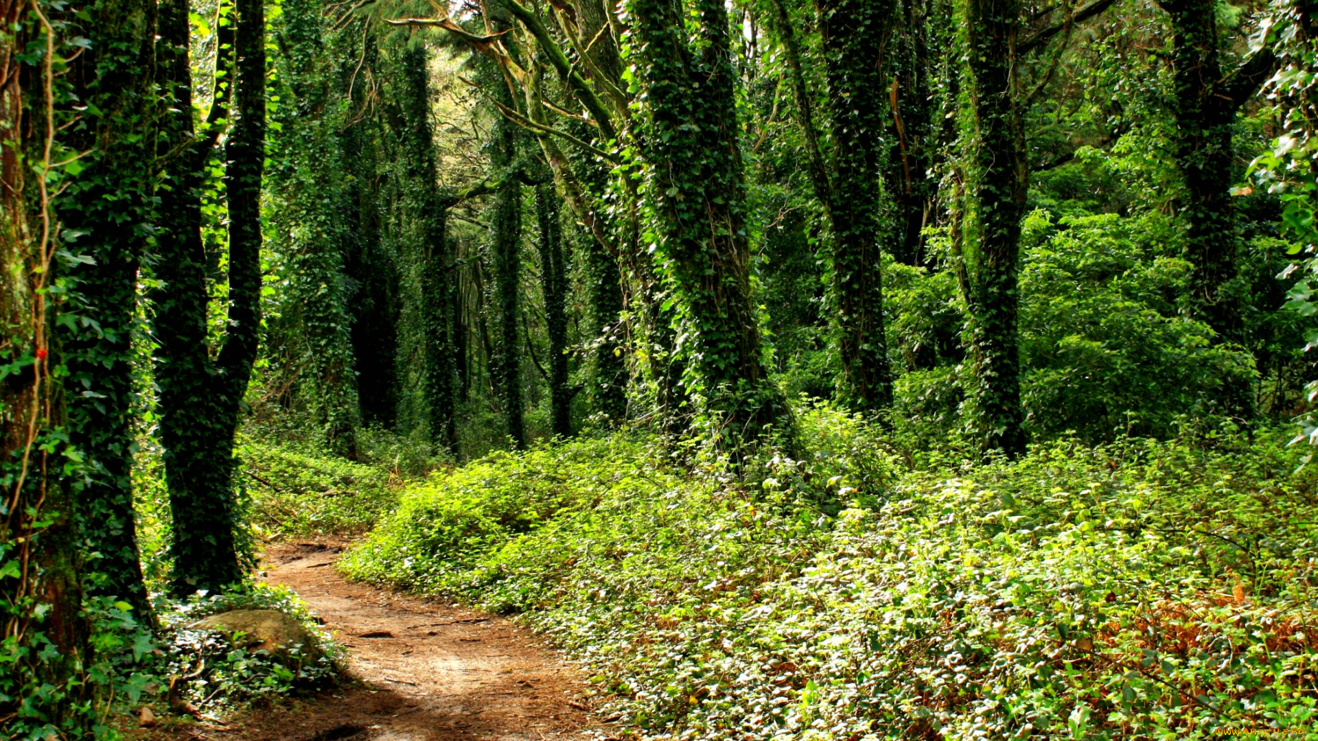 природа, лес, плющ, тропинка, стволы