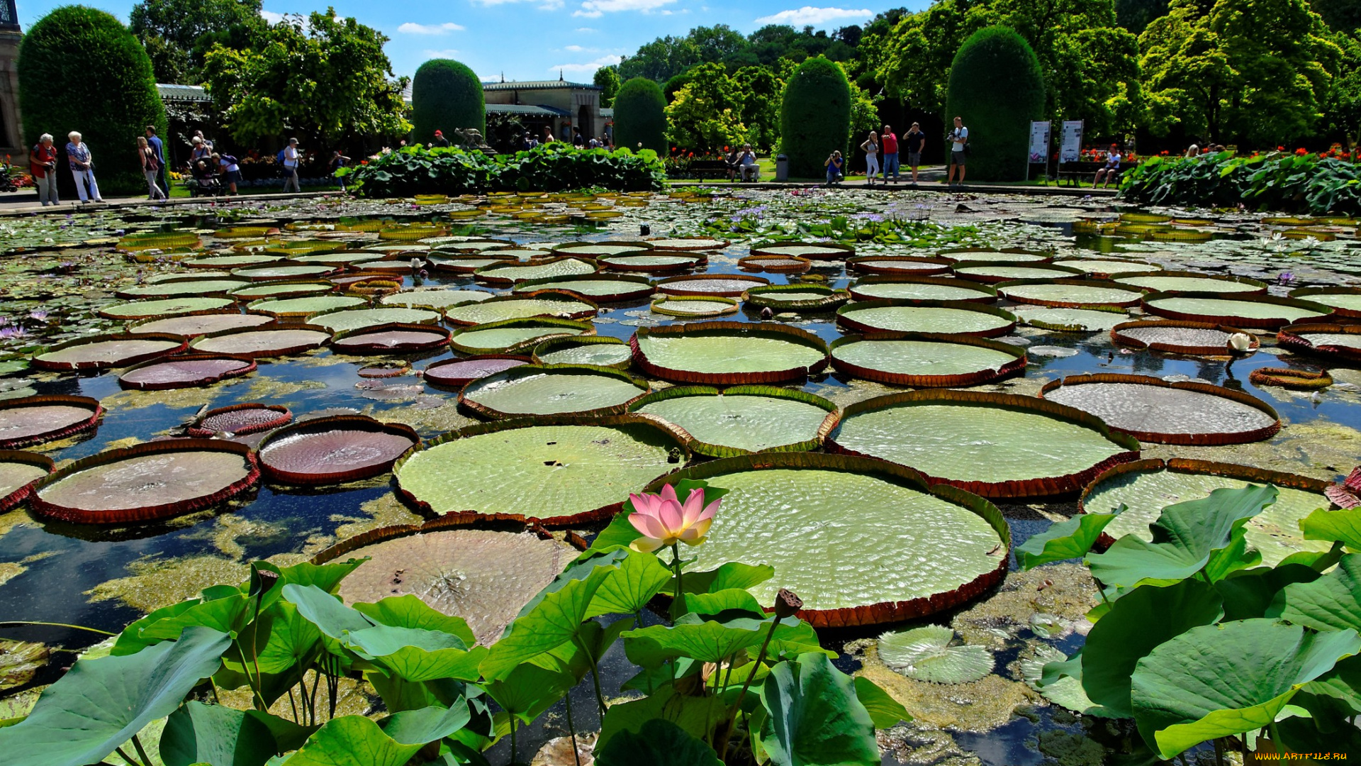 природа, парк, пруд, деревья, водная, растительность, цветы